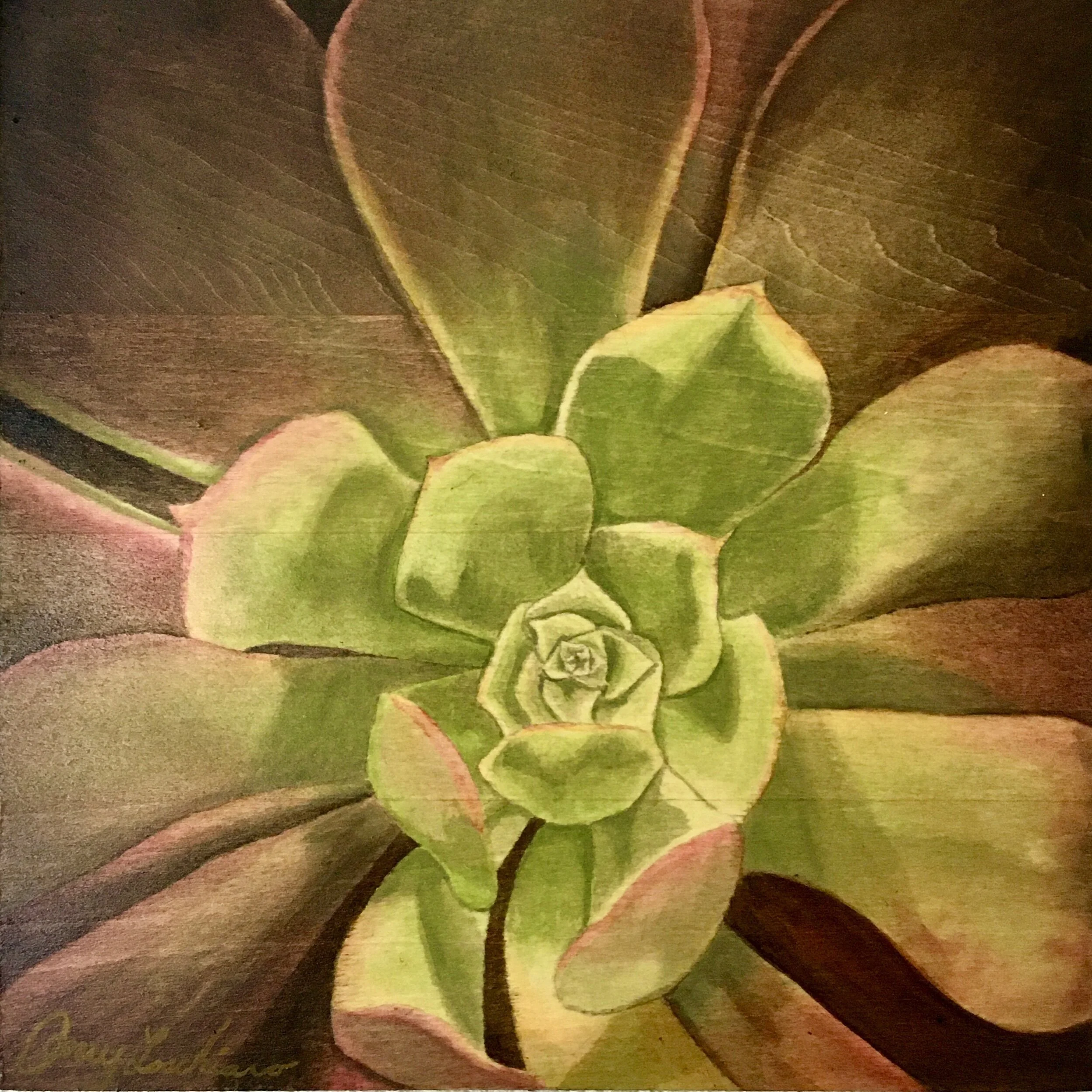 aeonium arboreum.jpeg