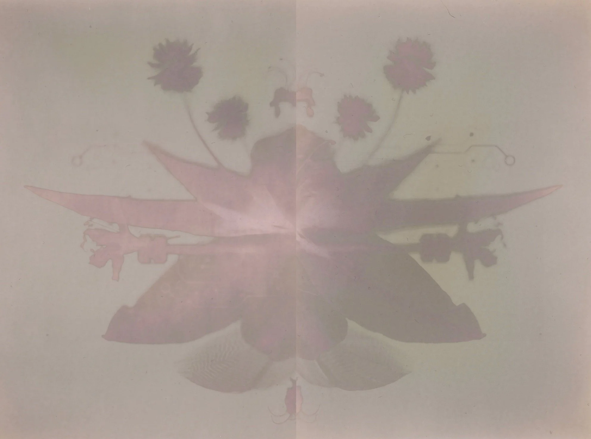 impressio naturae6.jpeg