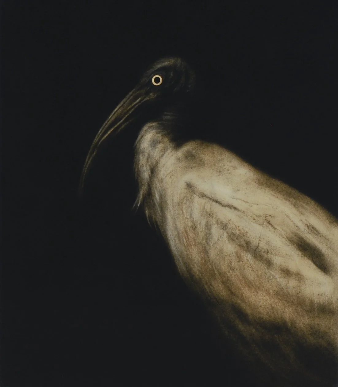 ibis.jpg