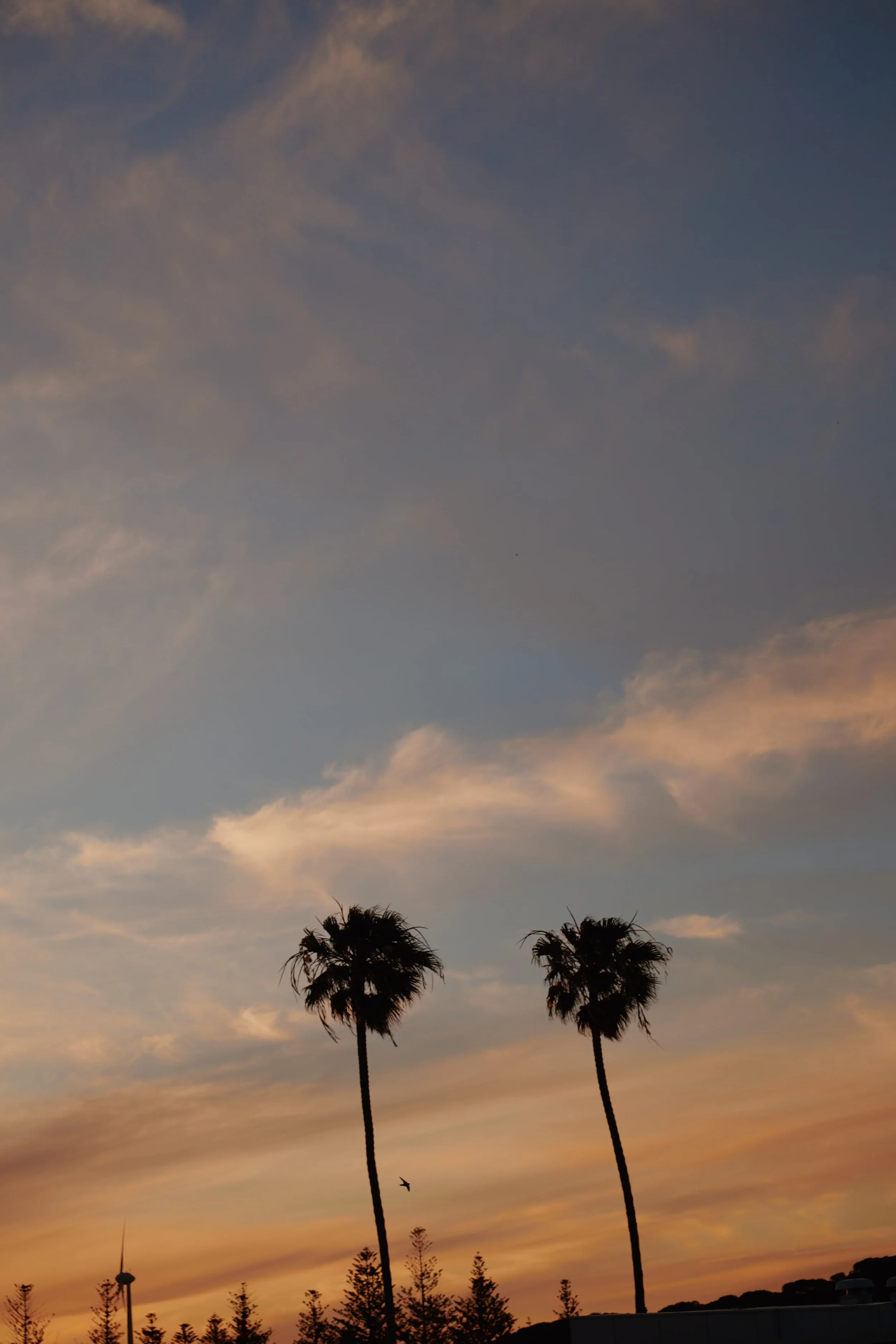 ©SHOTBYTHOM2026__SBT8476.jpg