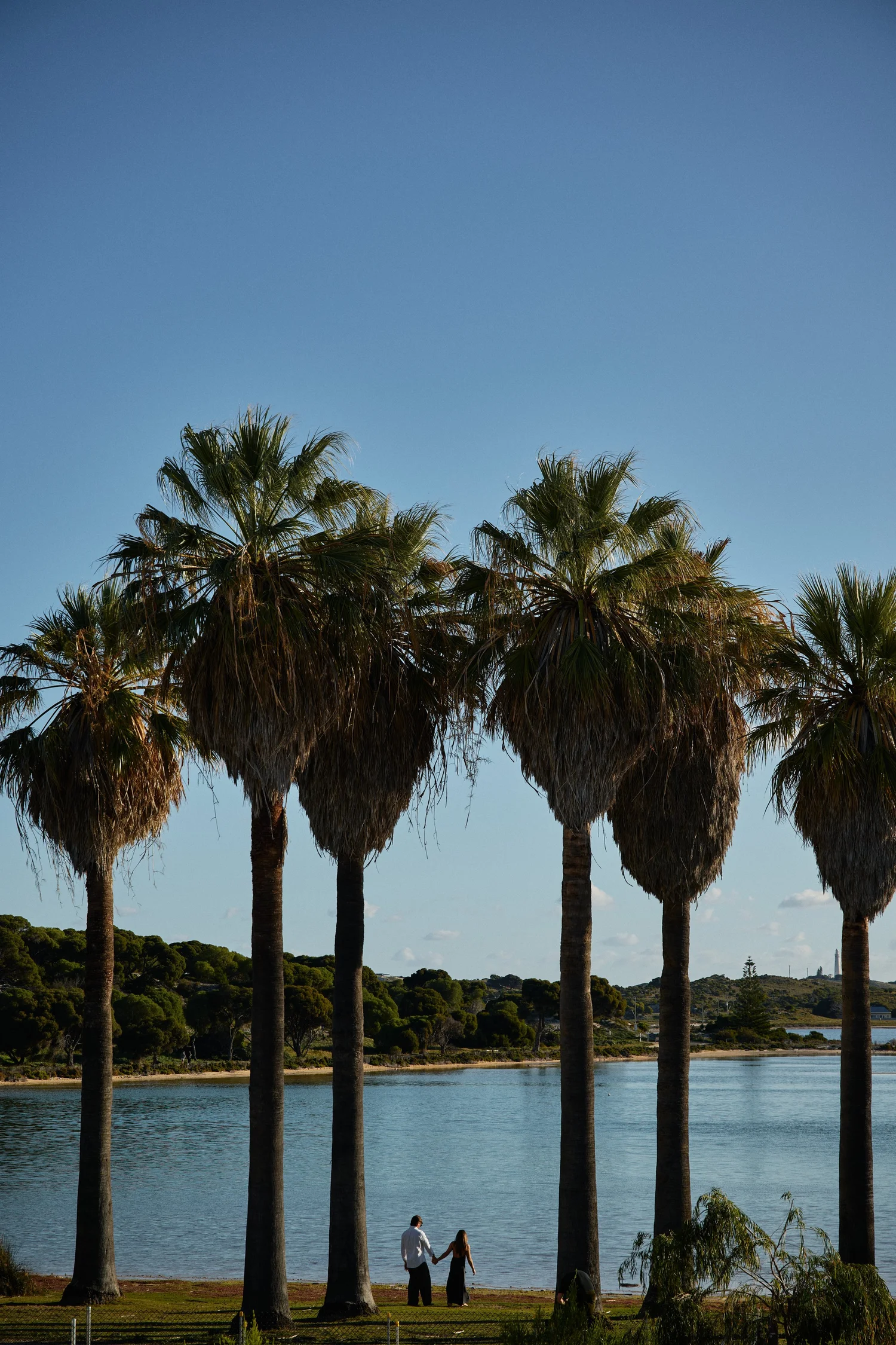 Palms beside the salt lakes on Rottnest Island