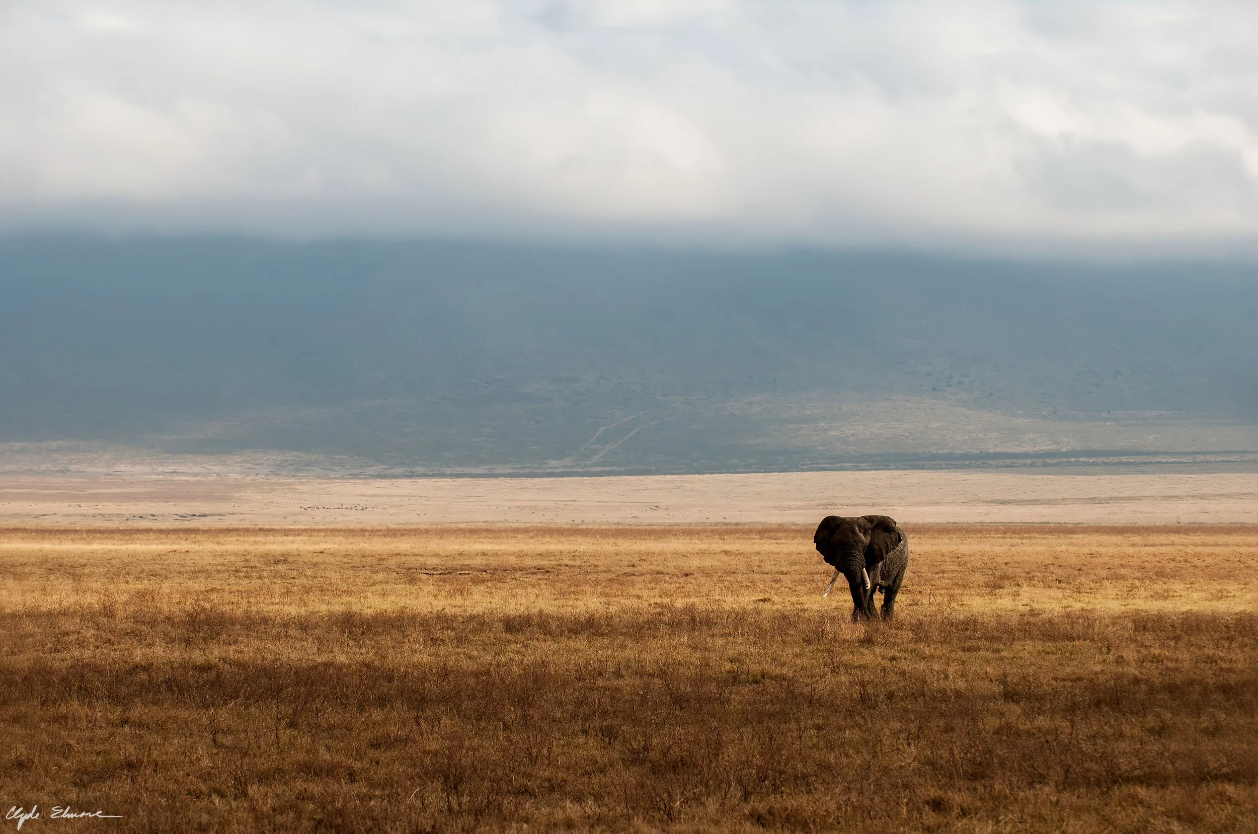 Elephant in Crater_tanzania_AI.jpg