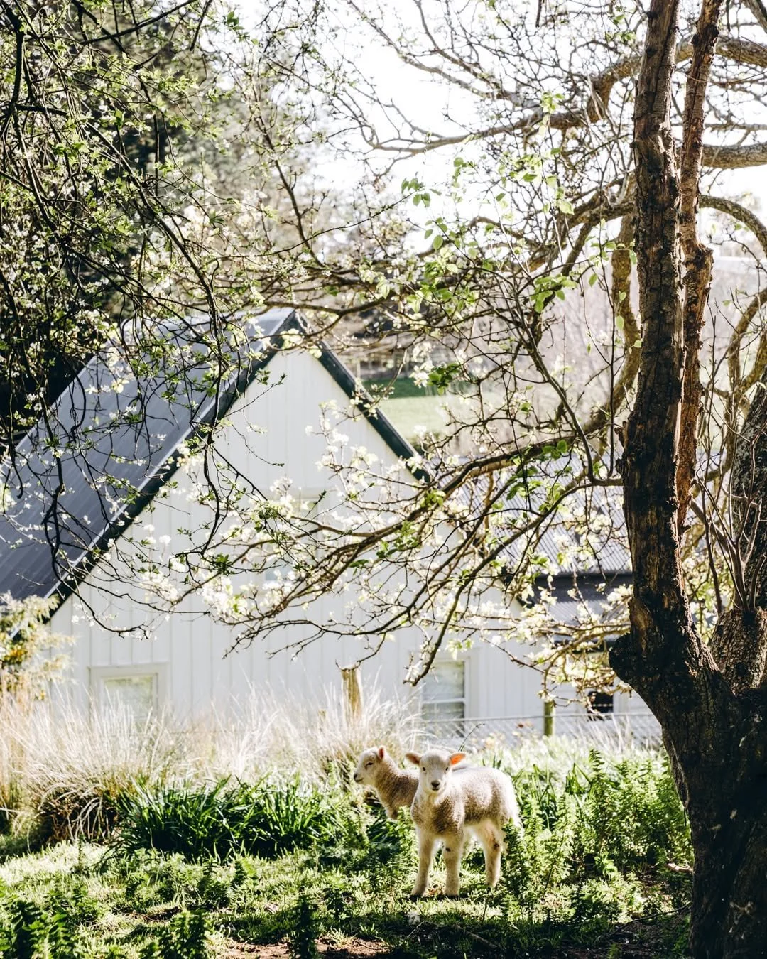 Banks Peninsula reading retreat venue with cute lambs and spring trees