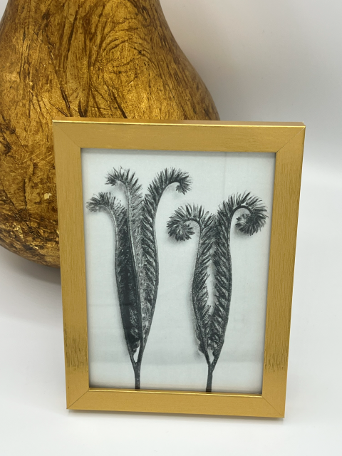 Thistle Trio of Images 4.png