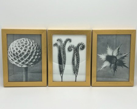 Thistle+Trio+of+Images+2.jpg