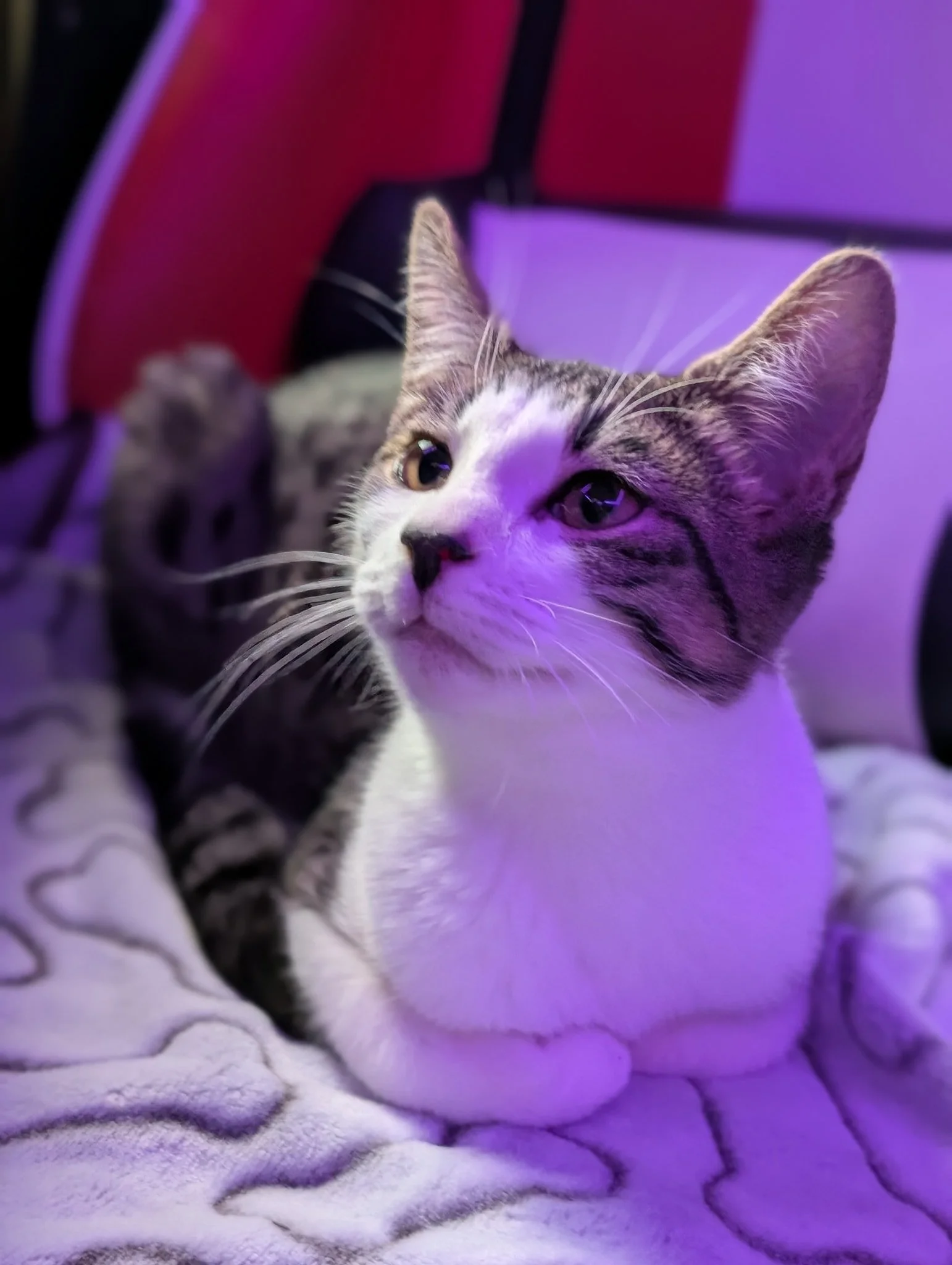 Sir Snuggles new.jpg