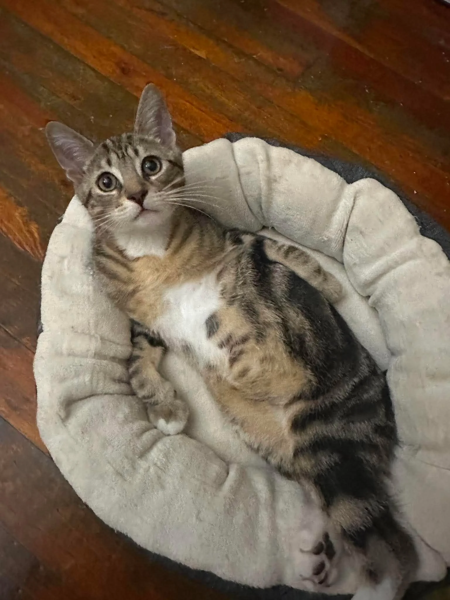 Tigger 2 (4).jpg