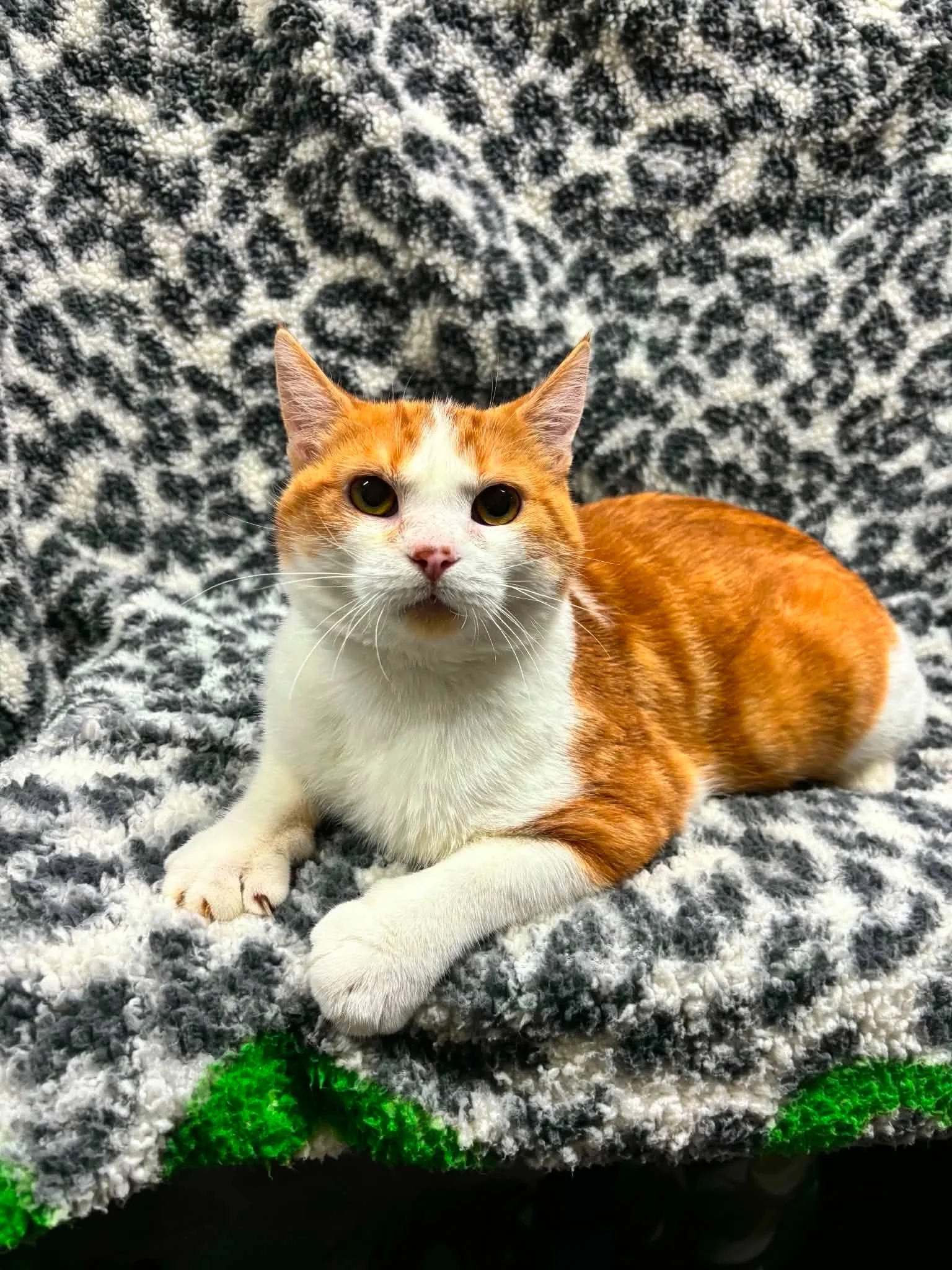 Prince 10.jpg