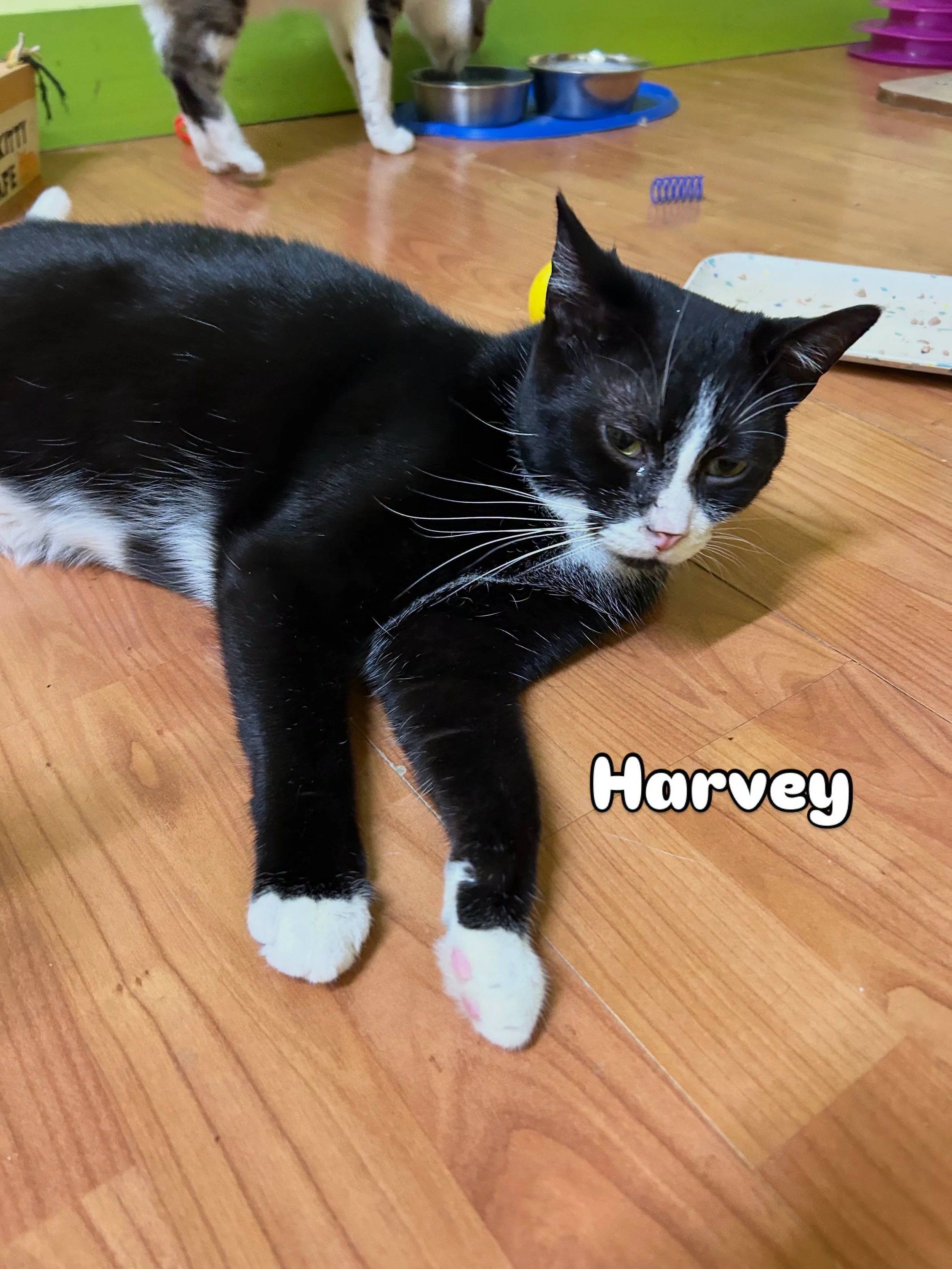 Harvey