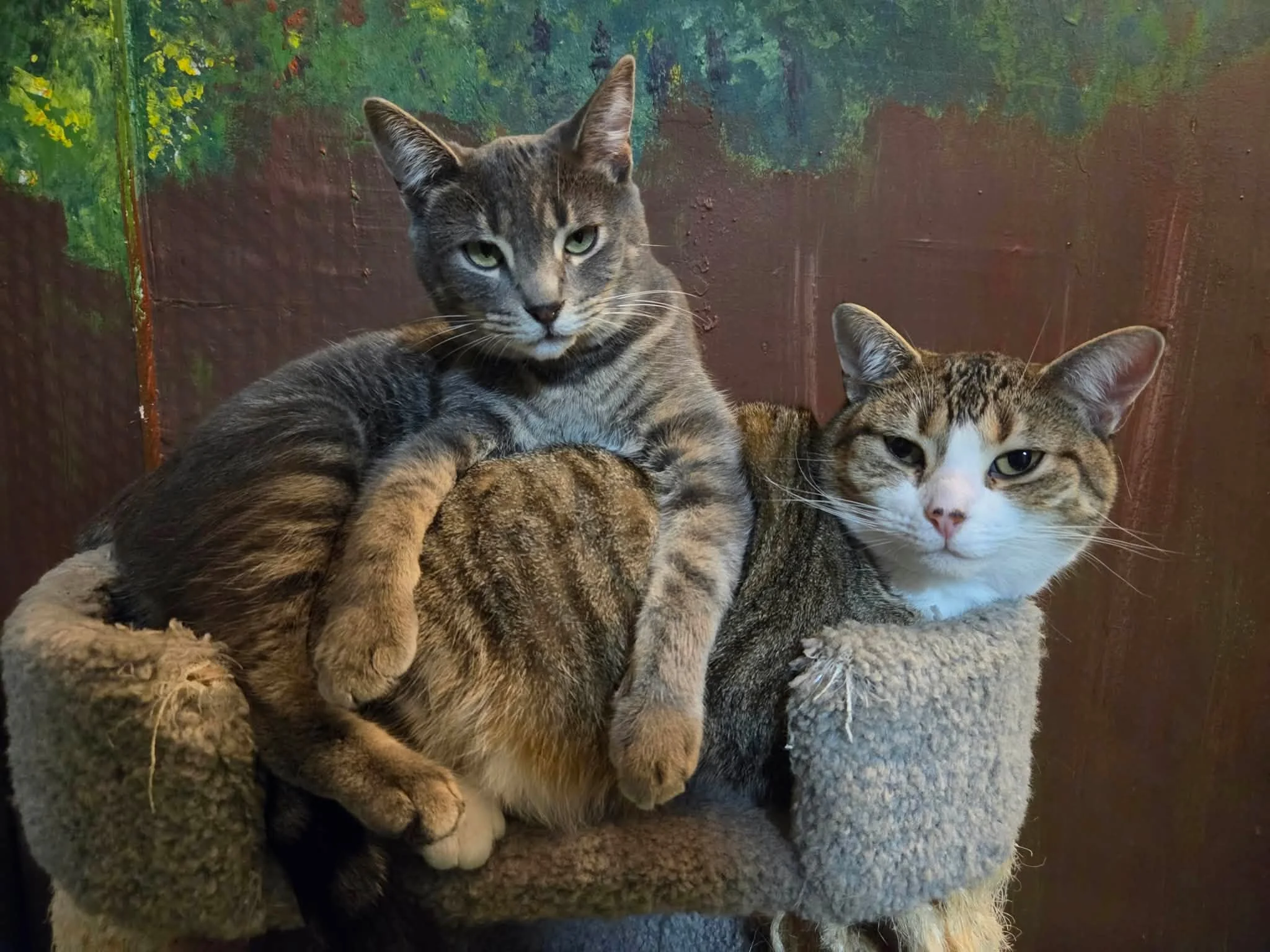 Pinot & Merlot.jpg