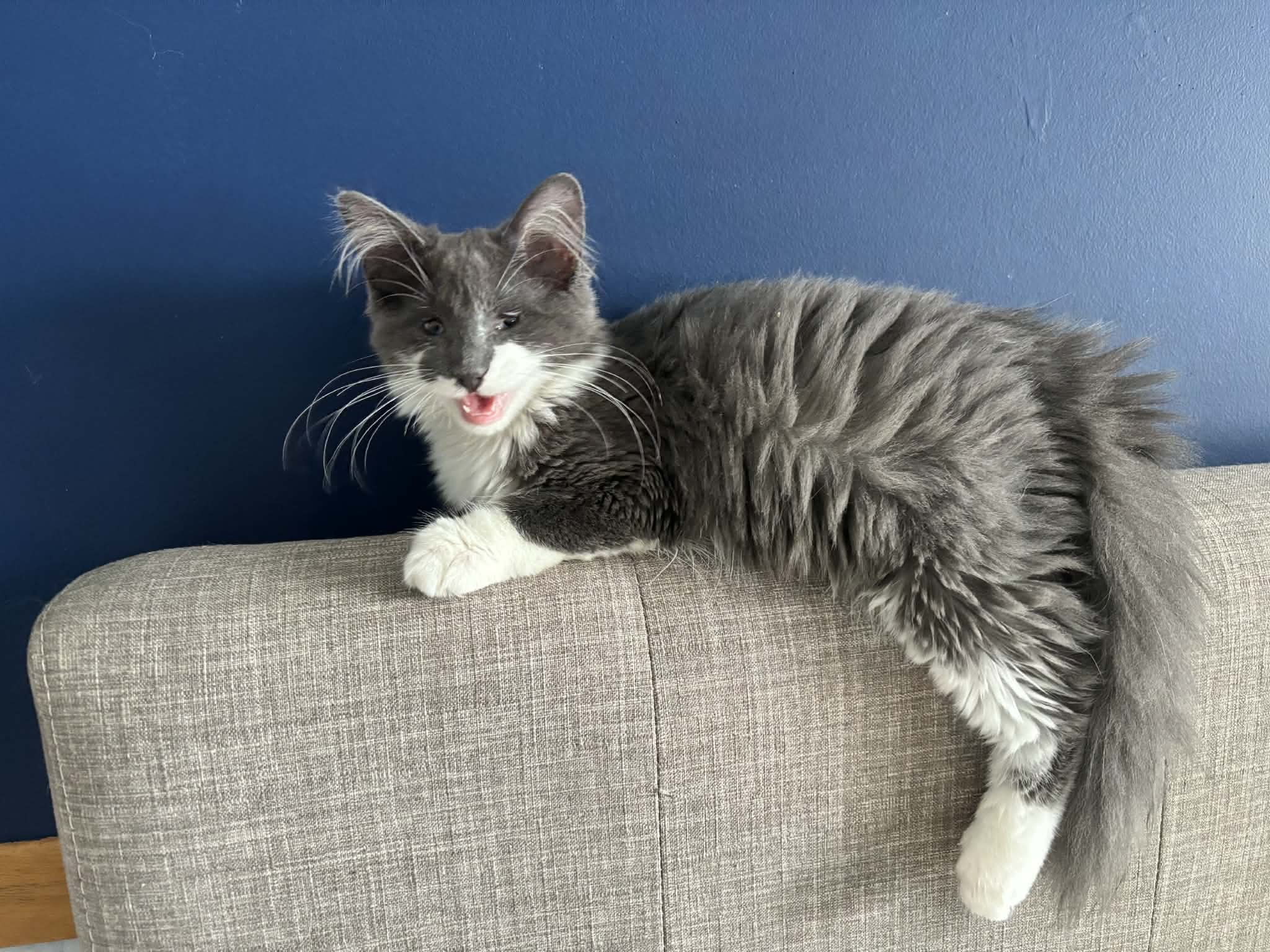 Gandalf the Grey 2.jpg