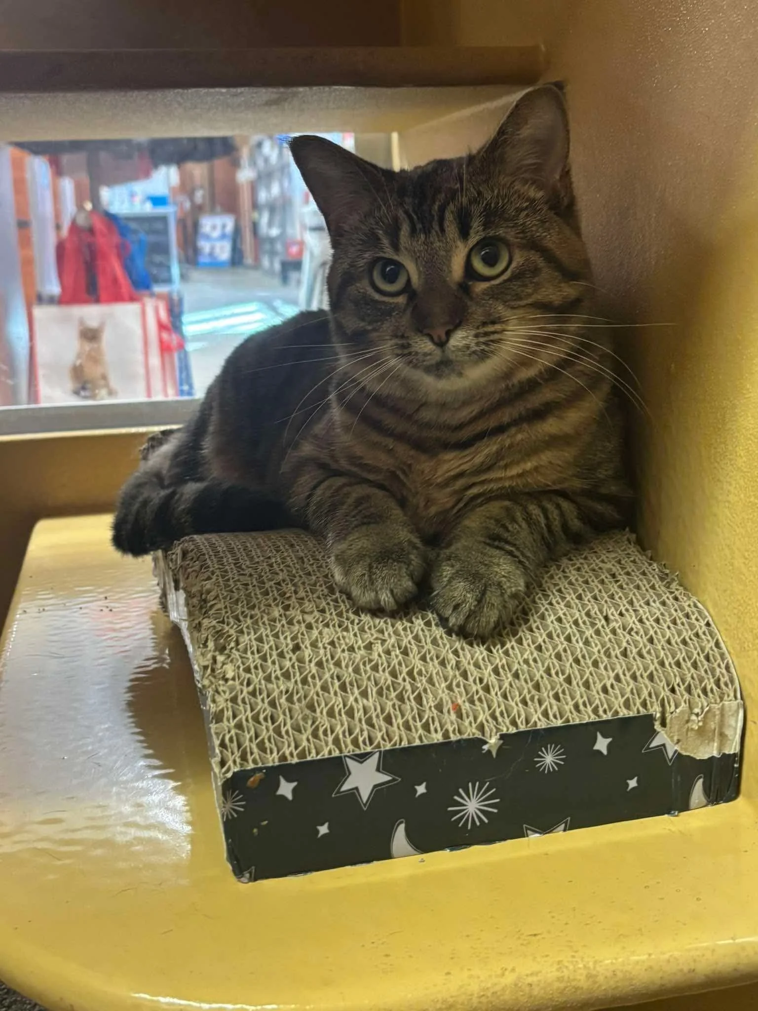 Biscotti 10.jpeg