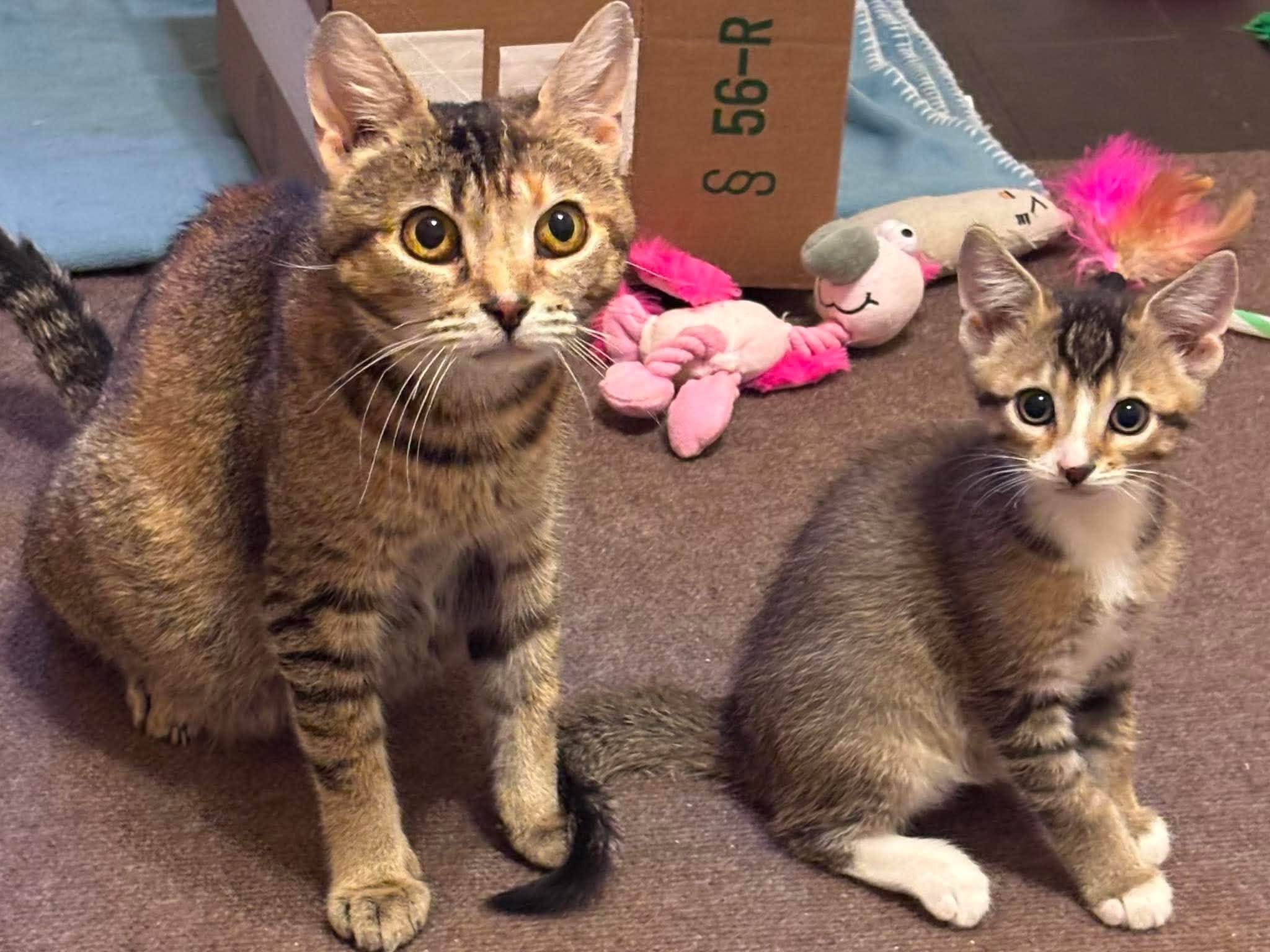 Maisie & Fidget 1 .jpg