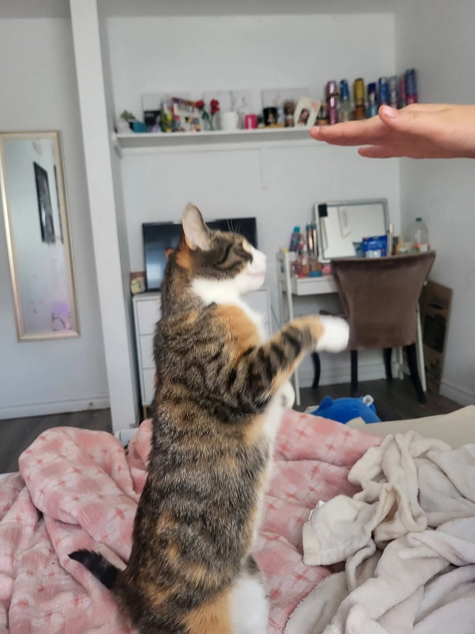 Zoey 5.jpg