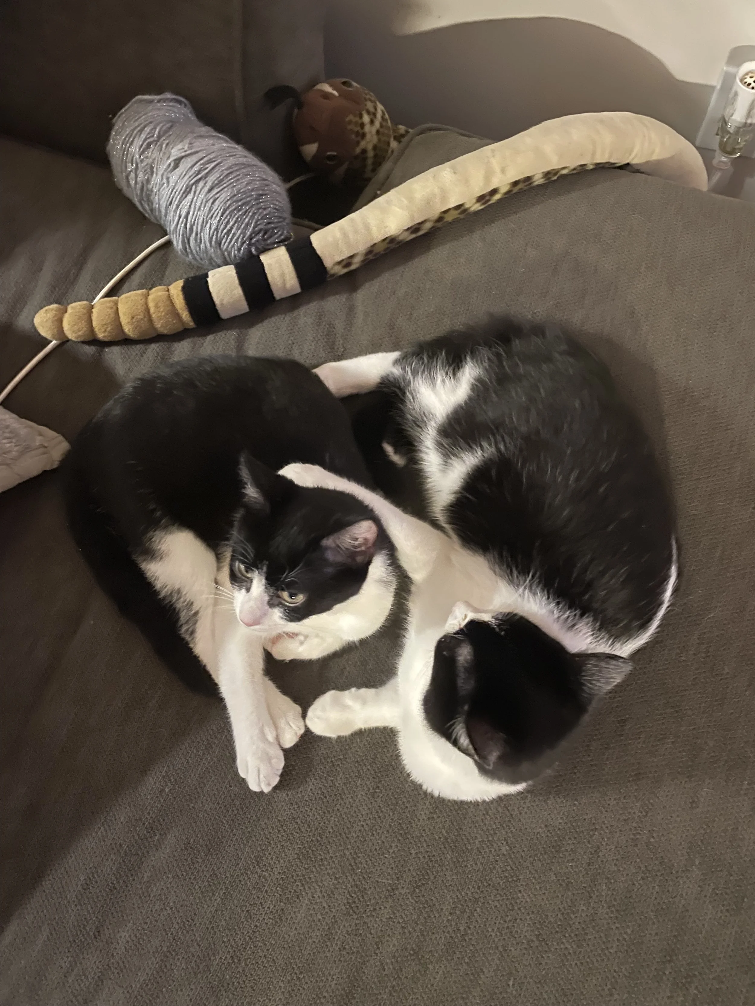 Flash & Simmer3.jpeg