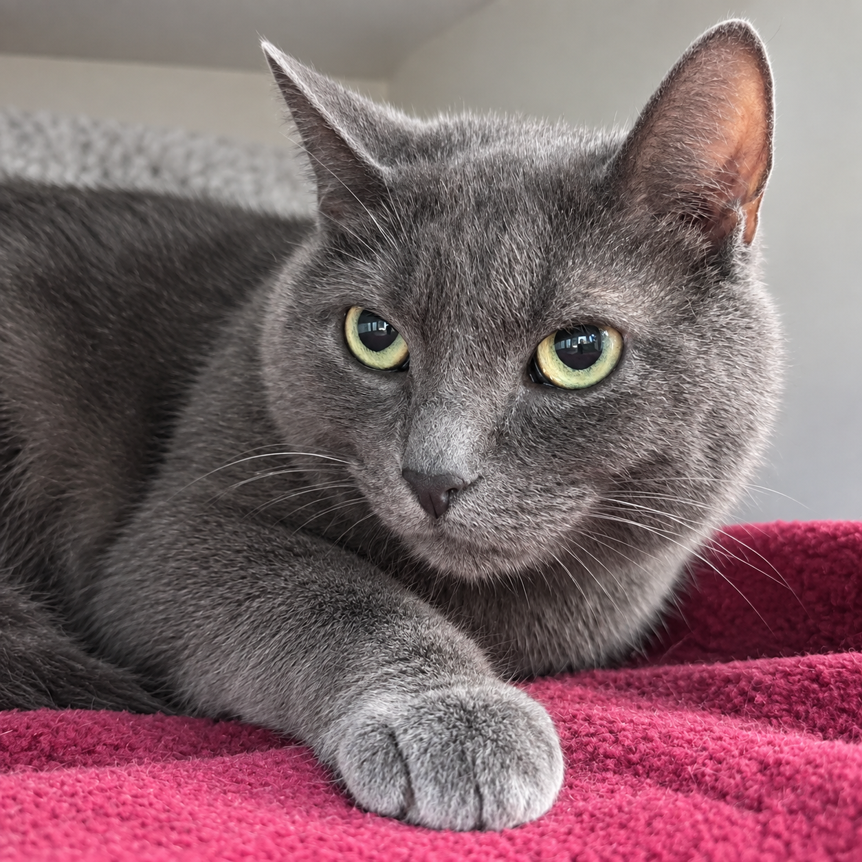 Stella