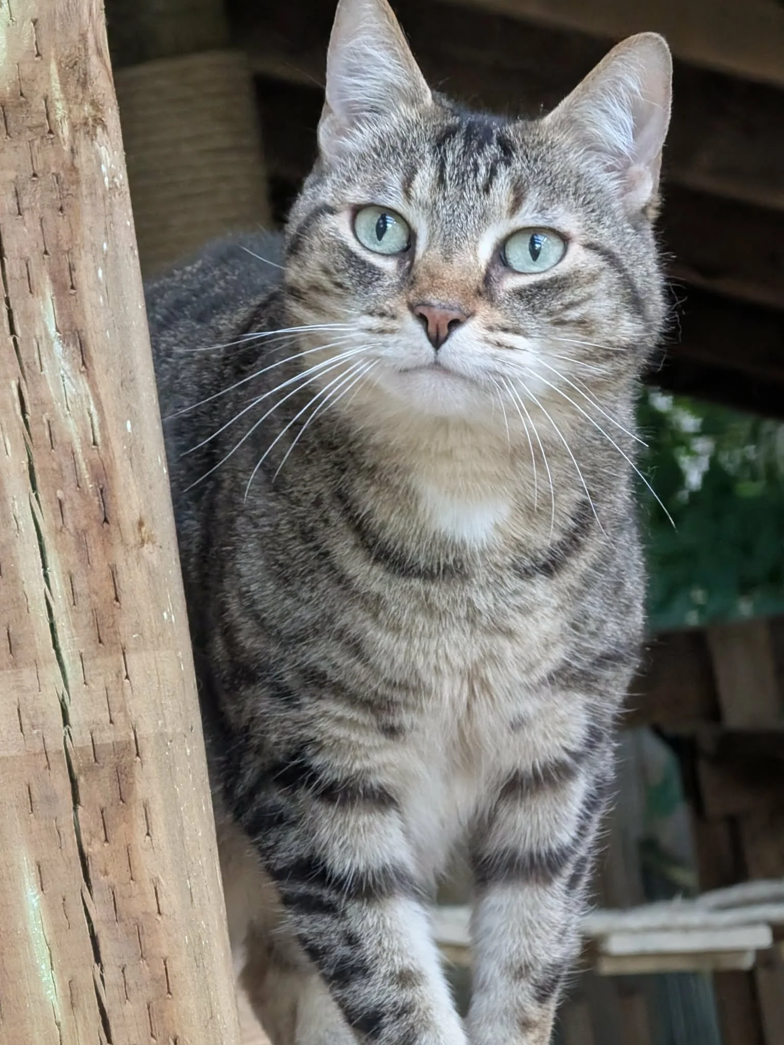 Molly 2 (bonded with Bender)