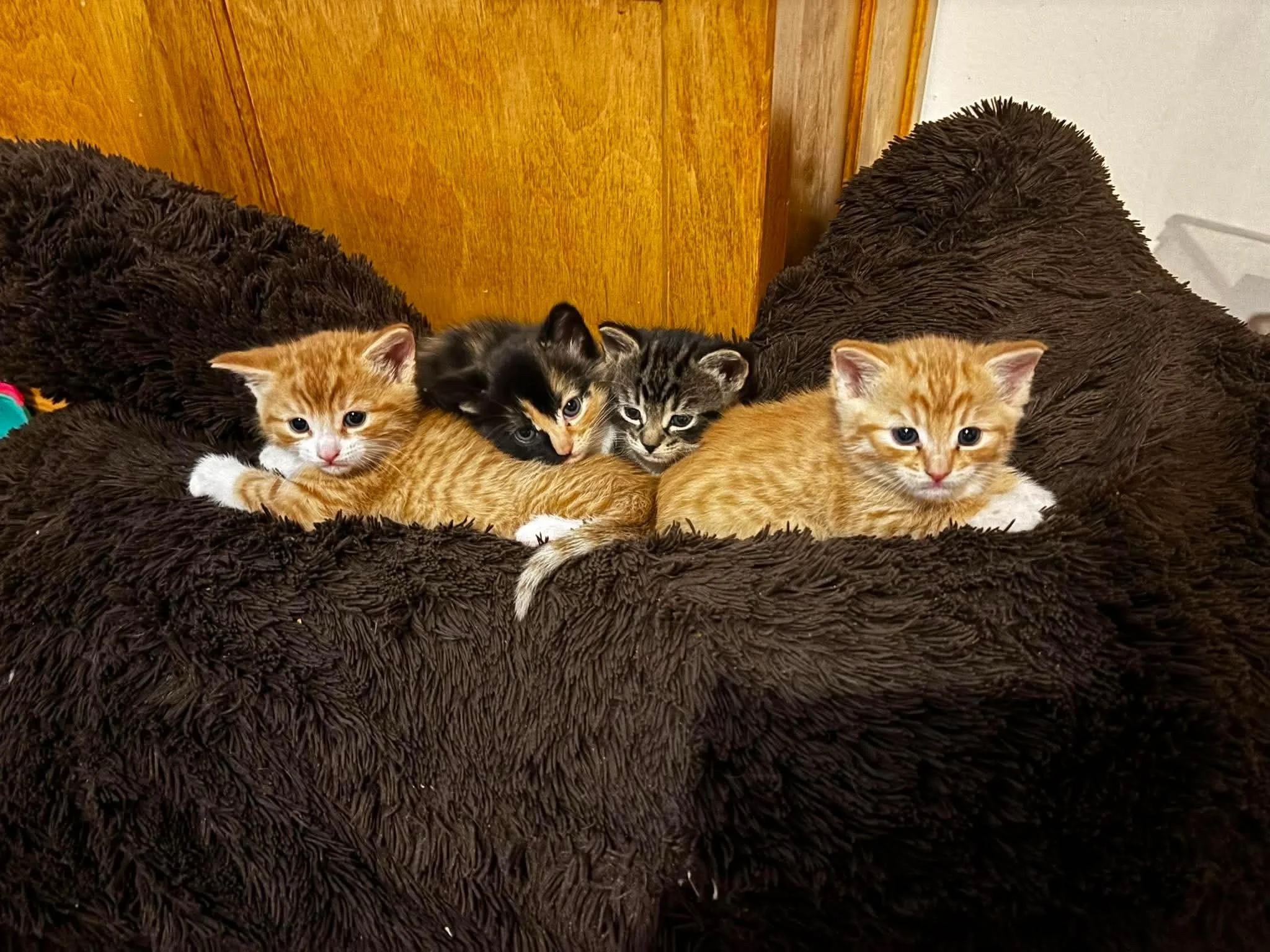 Zeke kittens 3.jpeg