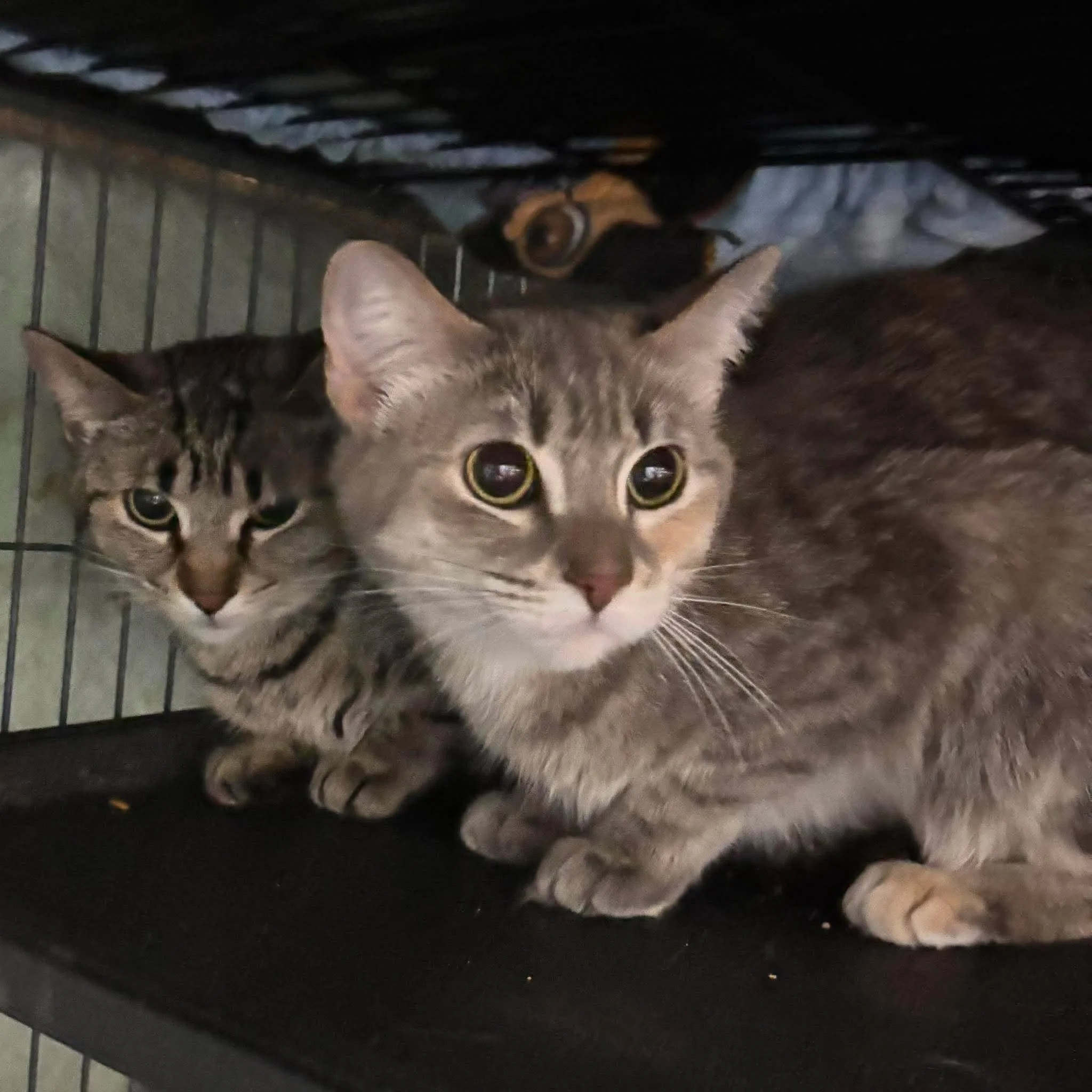 Athena 2 & Hera.jpg