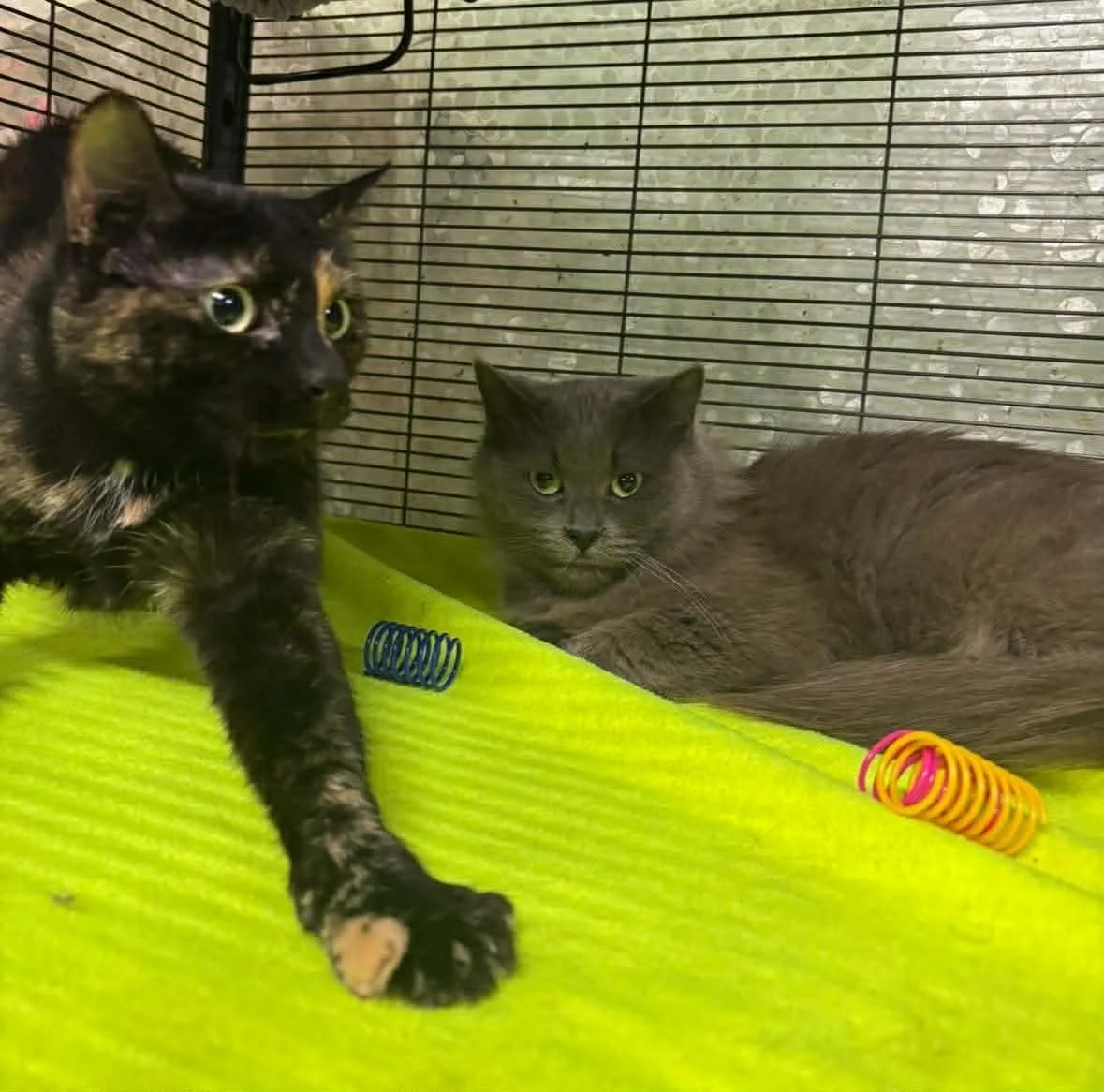 Amber and Athena.jpeg