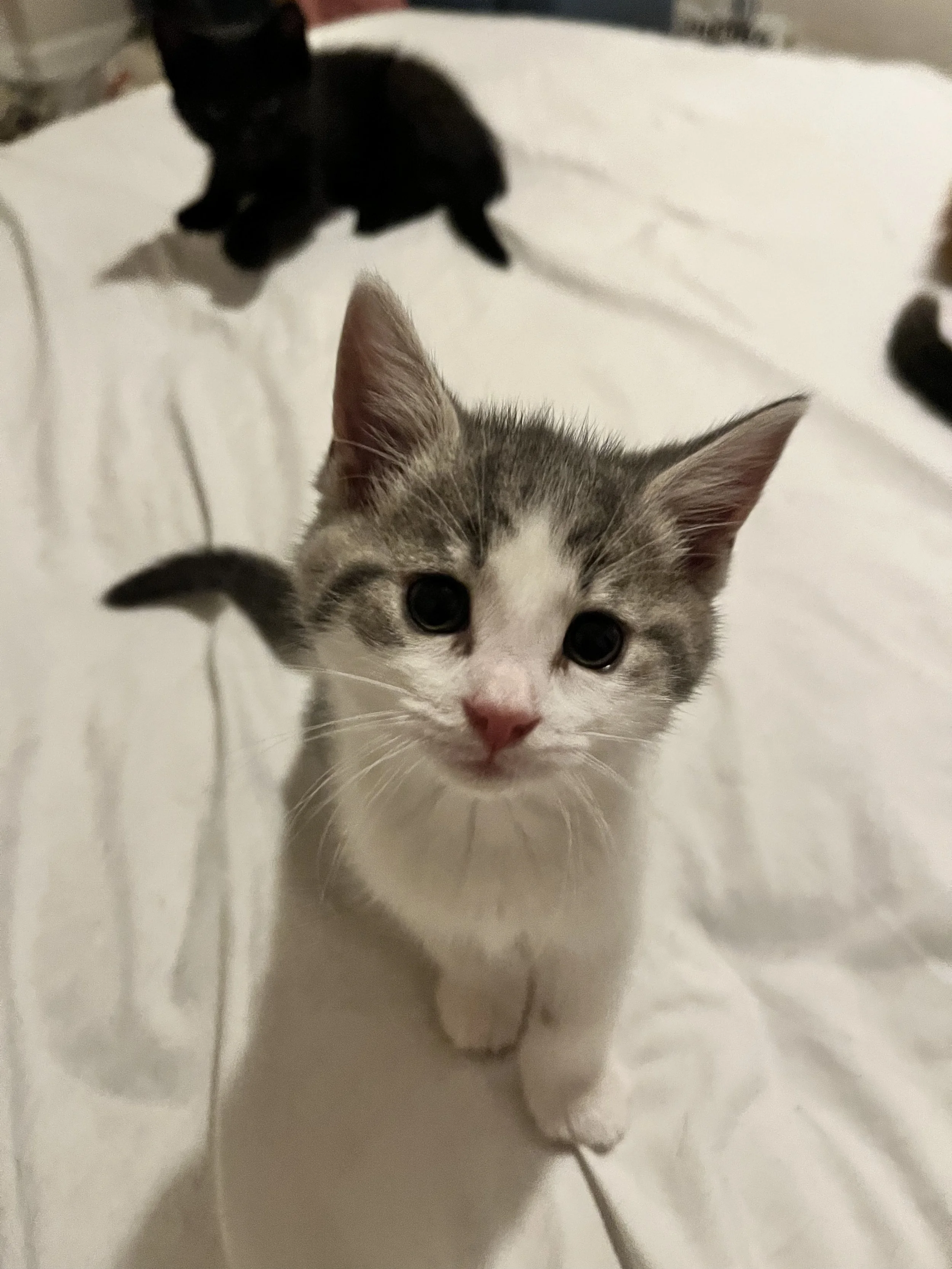 Penny
