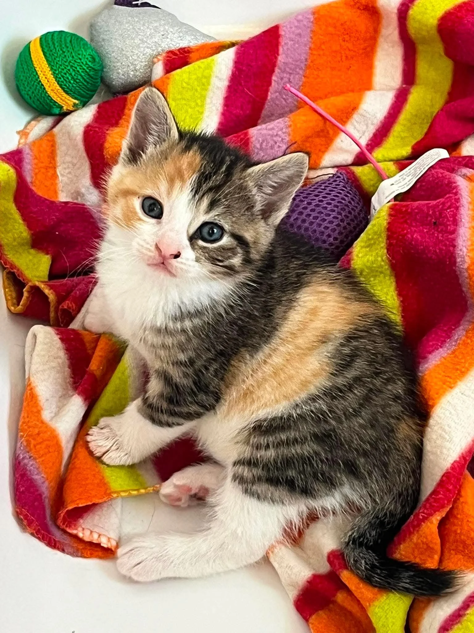 Lily