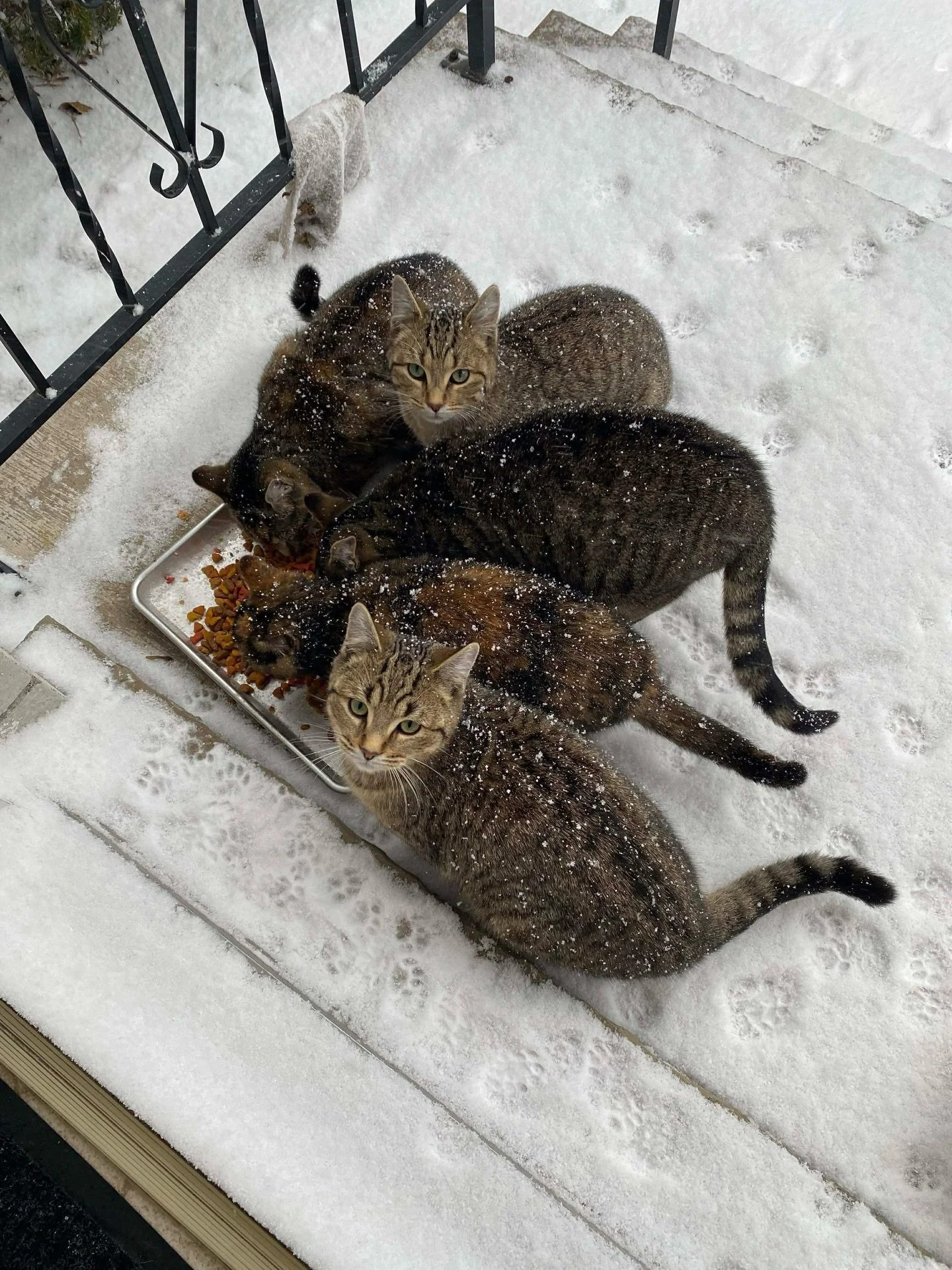 Axle, Ellie, George, Petunia, Tank2.jpg