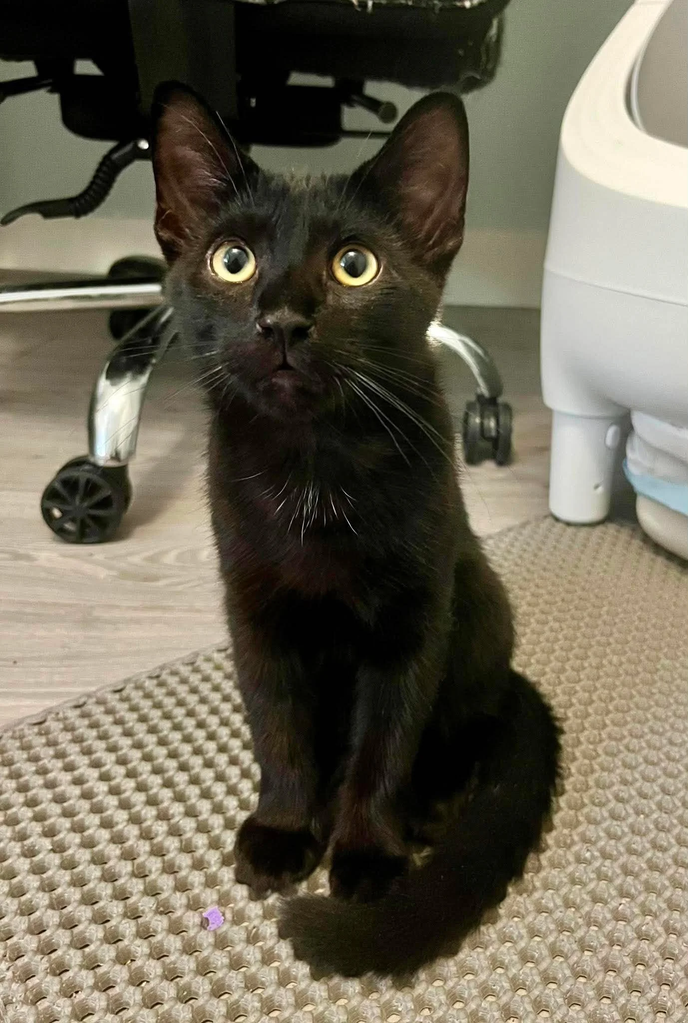 Kit Kat