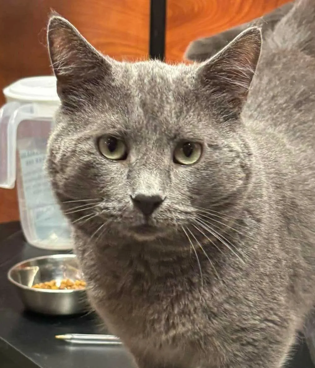 Zephyr