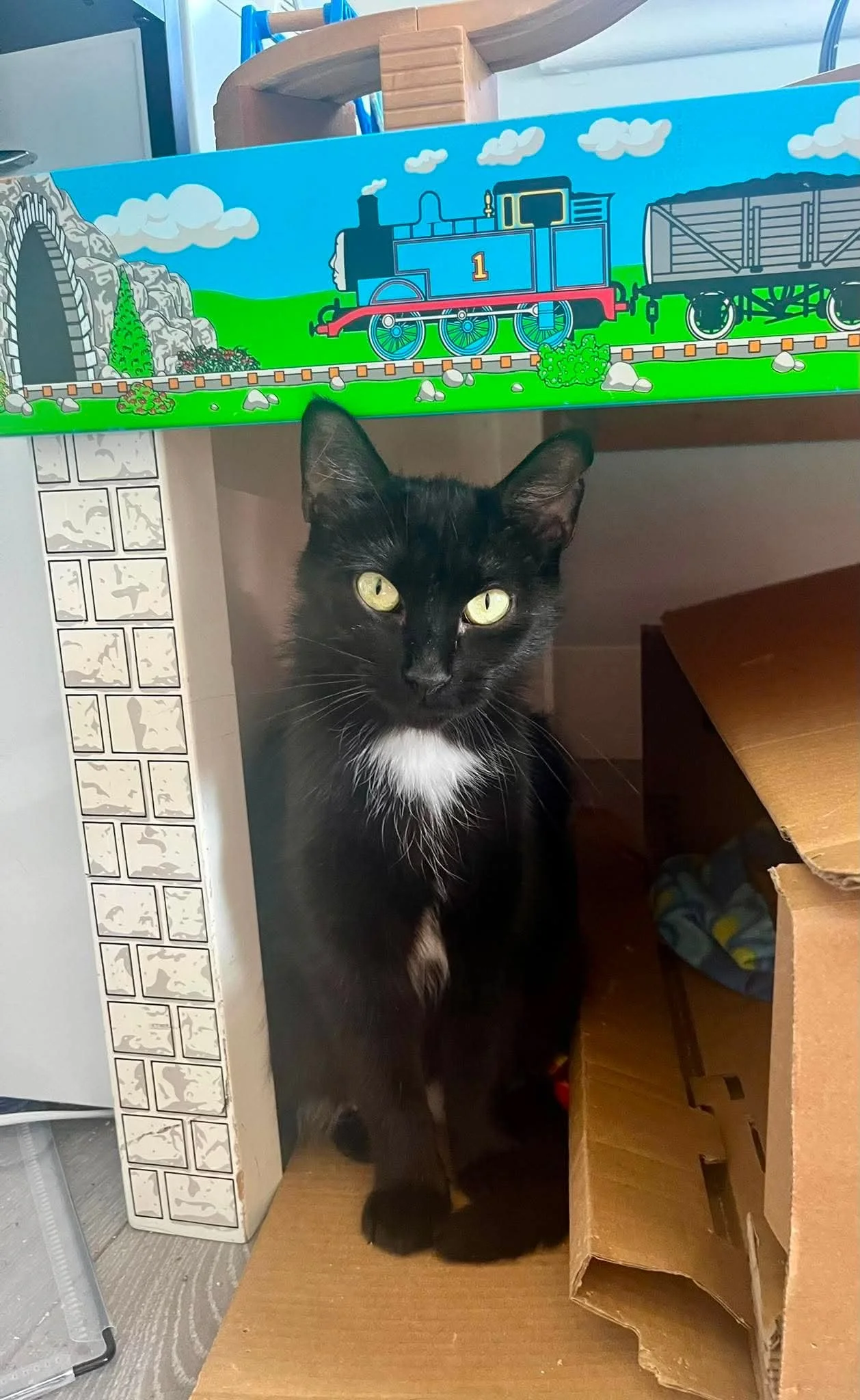 Ivy 2 (bonded with Beau)