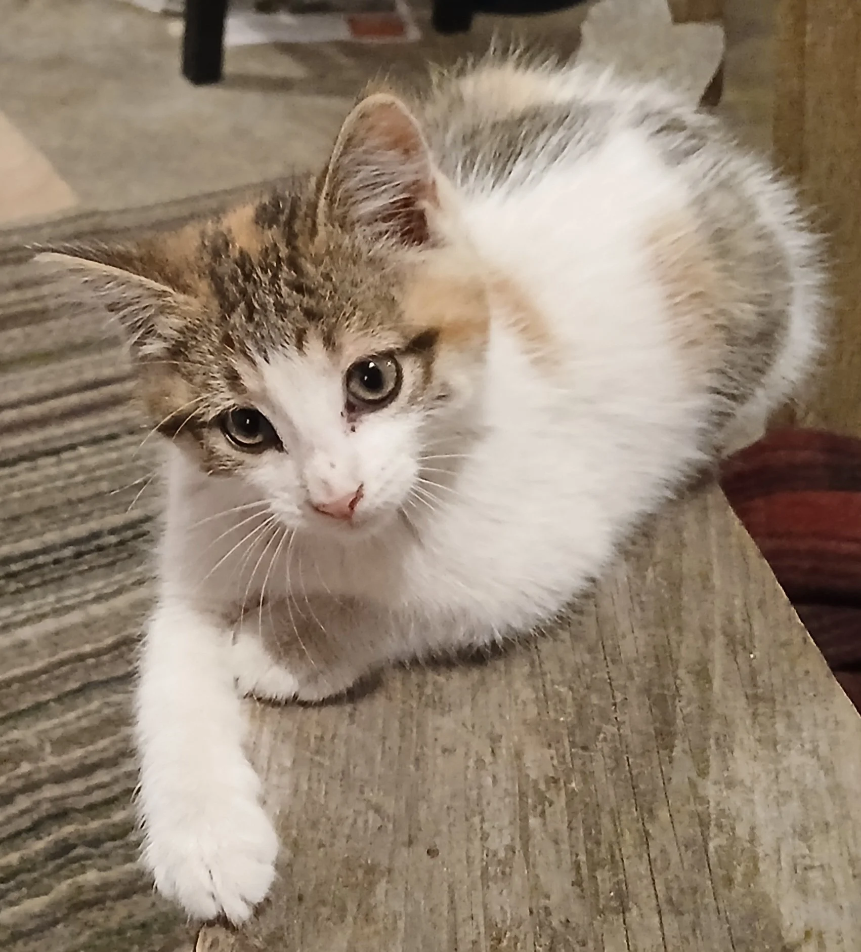 Tater Tot2.jpg