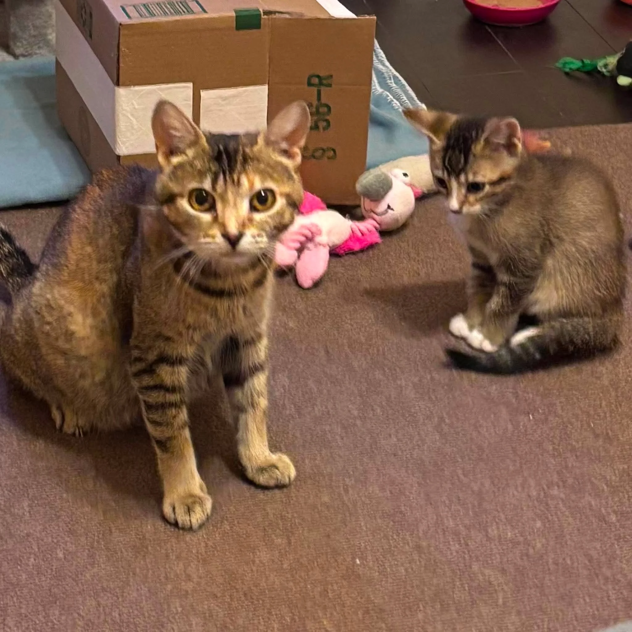 Maisie & Fidget 2.jpg