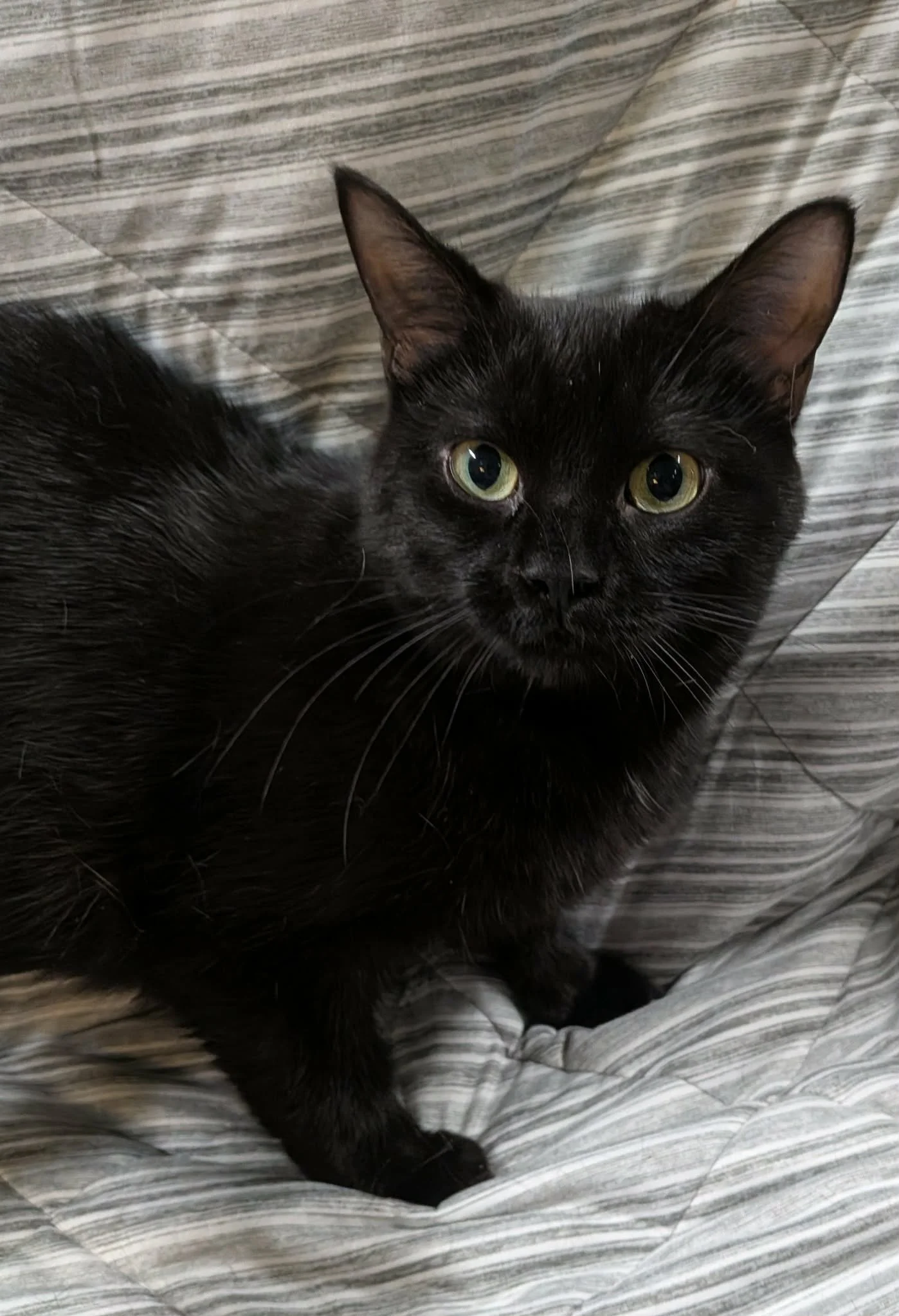 Pepper 5.jpg