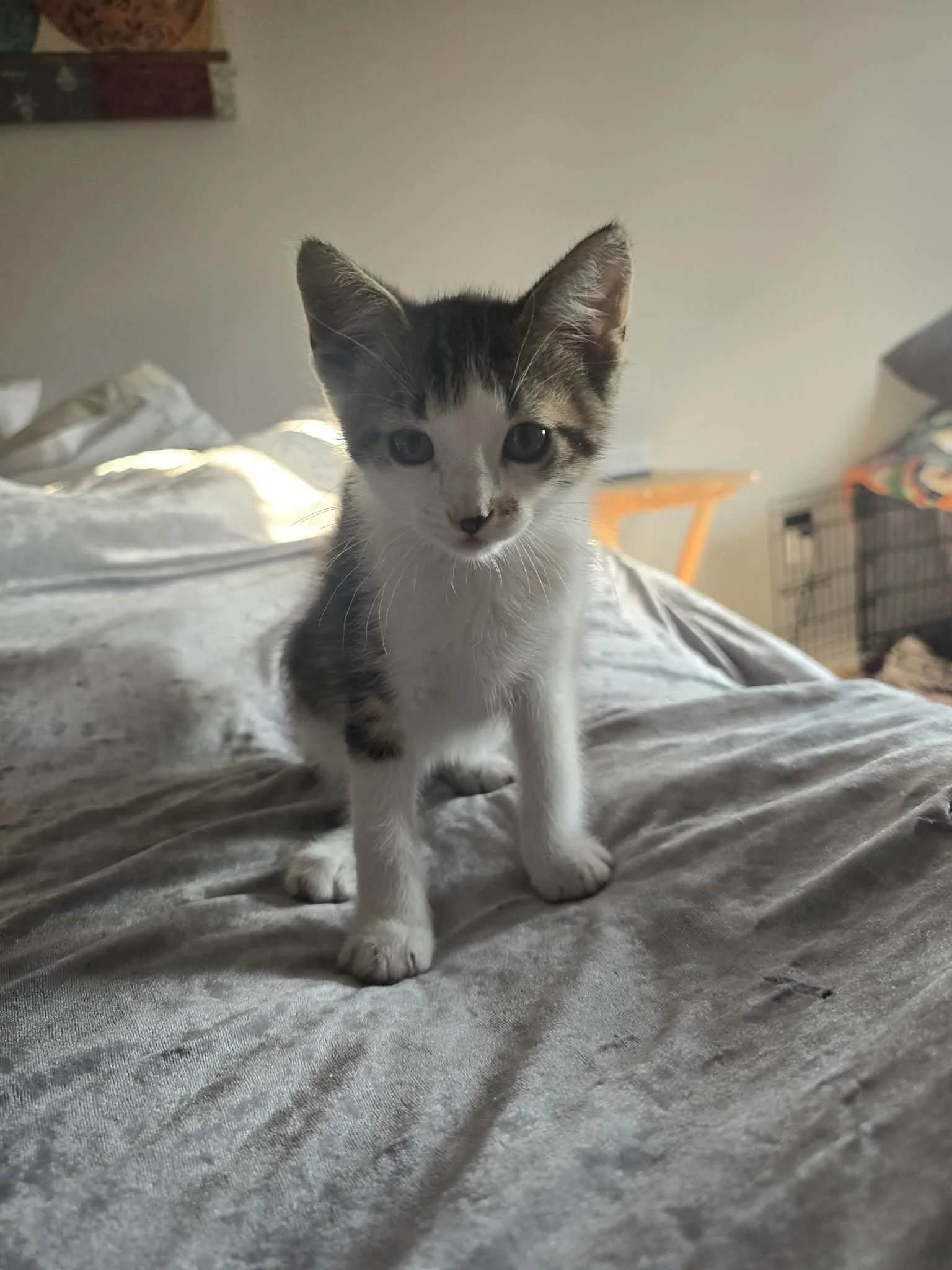Junior Mint