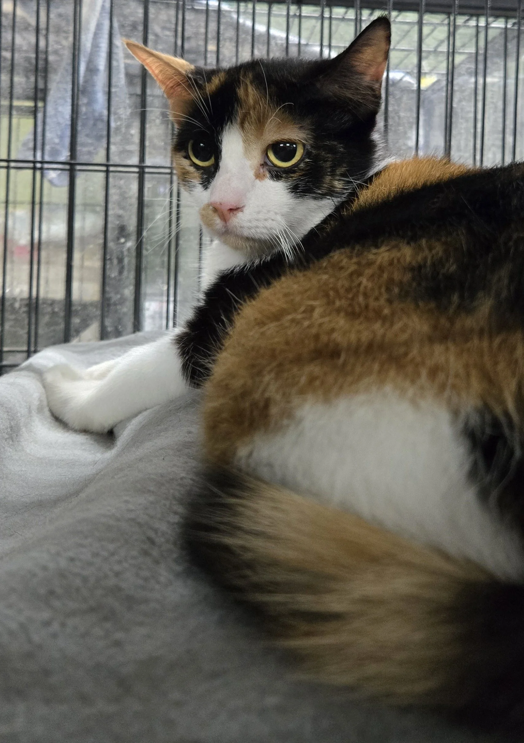 Princess Adora 3.jpg