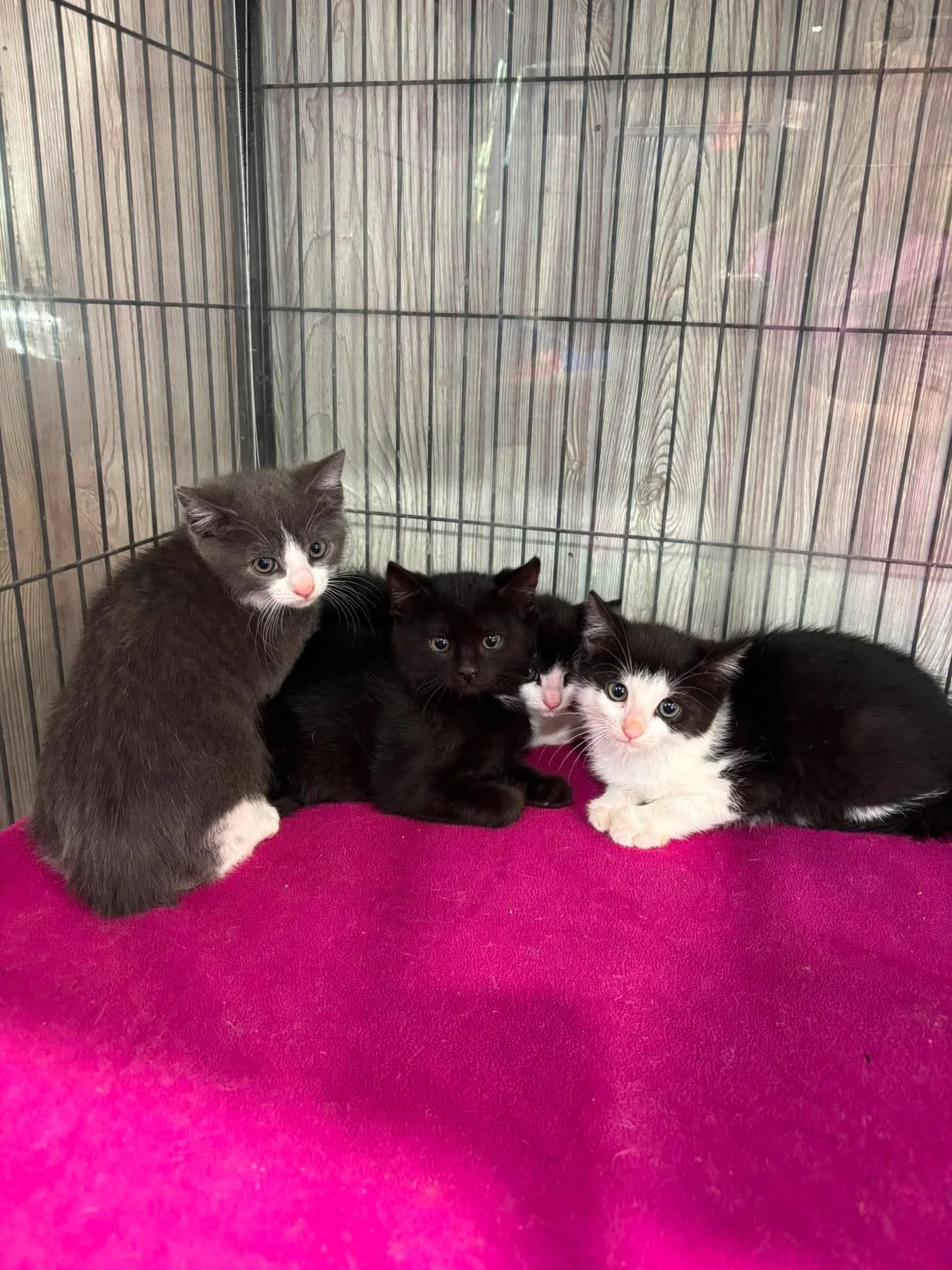 Cocoa puff & kittens.jpg
