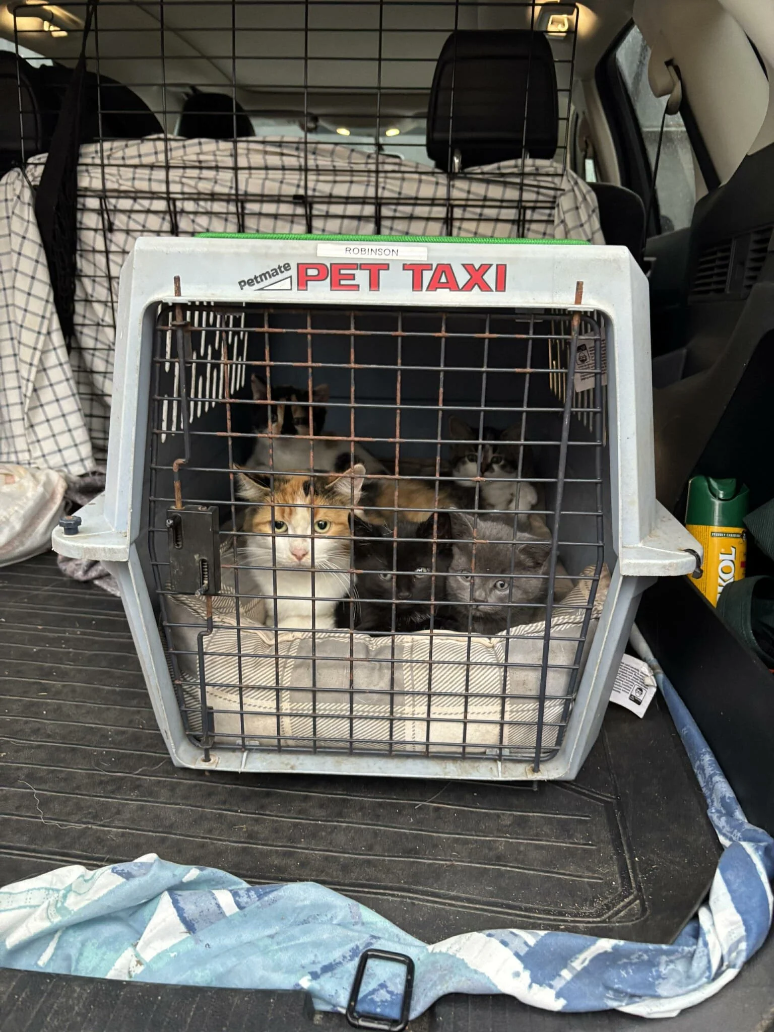 Honey & Kittens.jpg