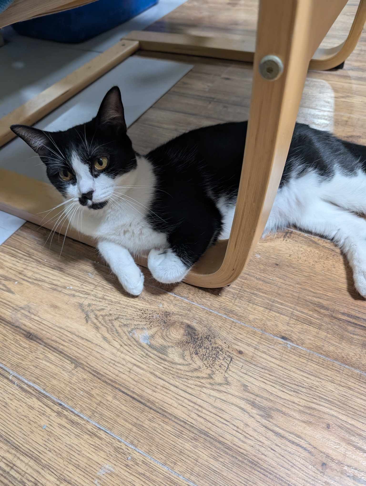 Luna new 2.jpg