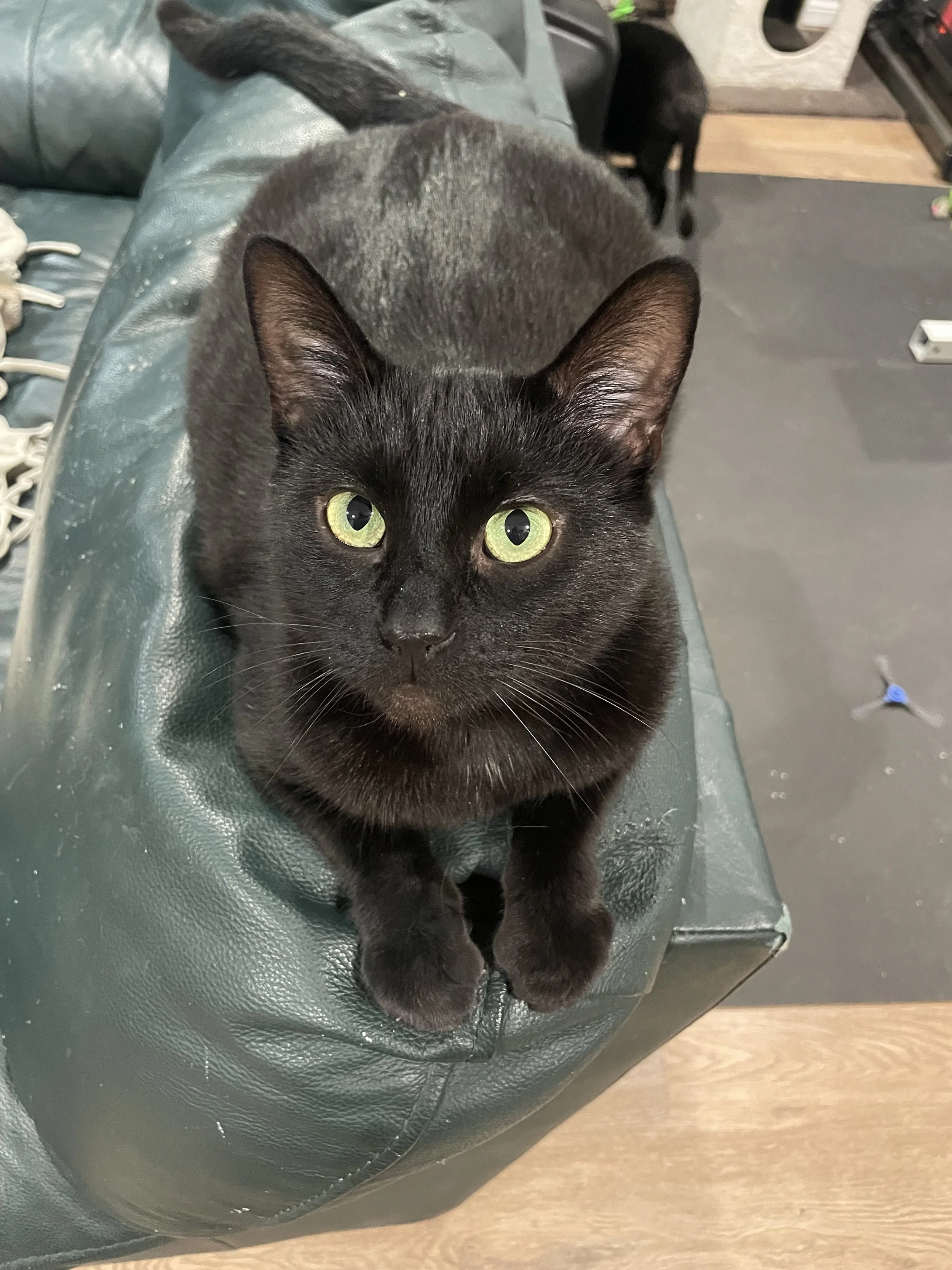 Jayce (bonded with Draven)