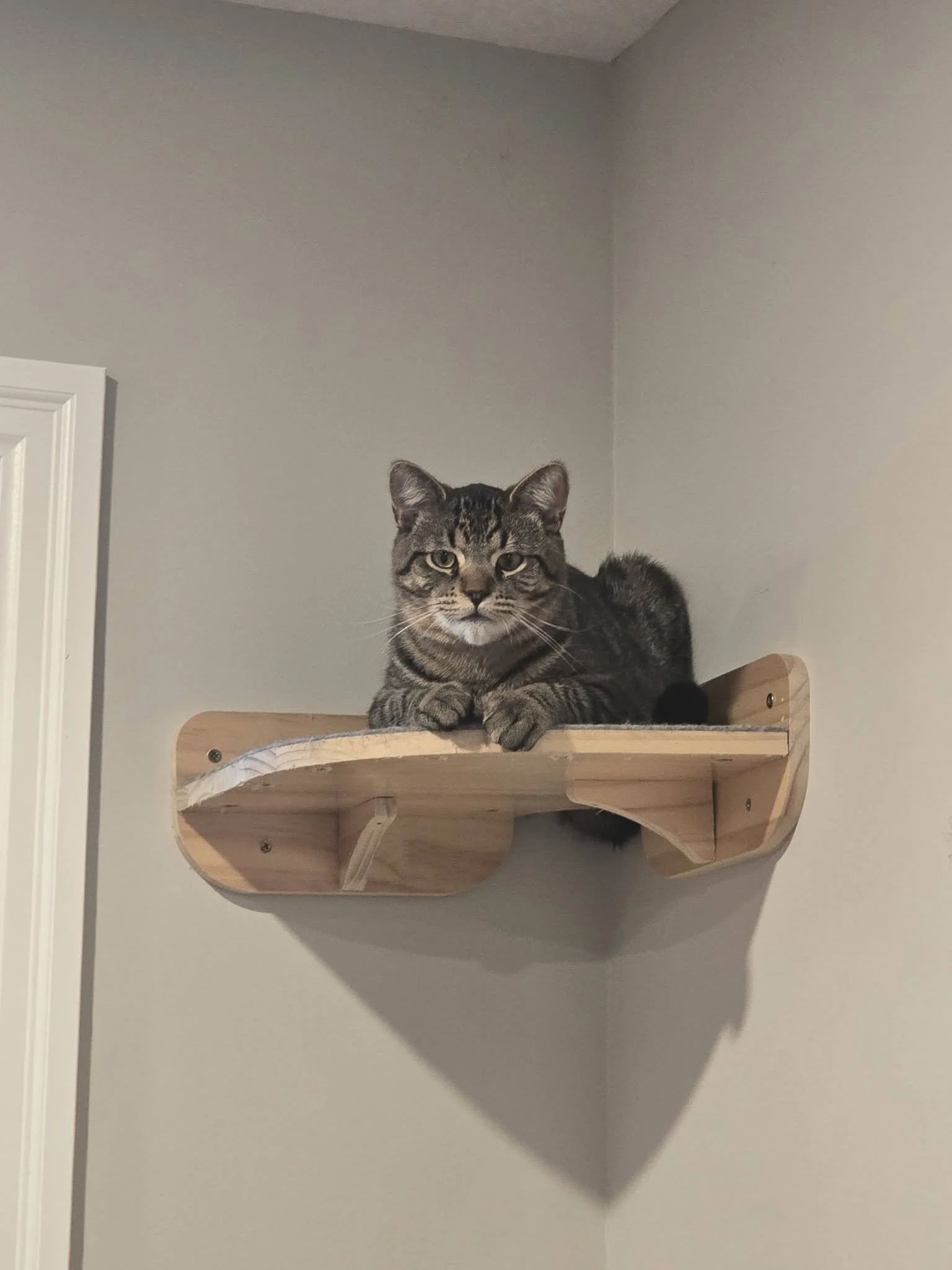 Molson.jpg