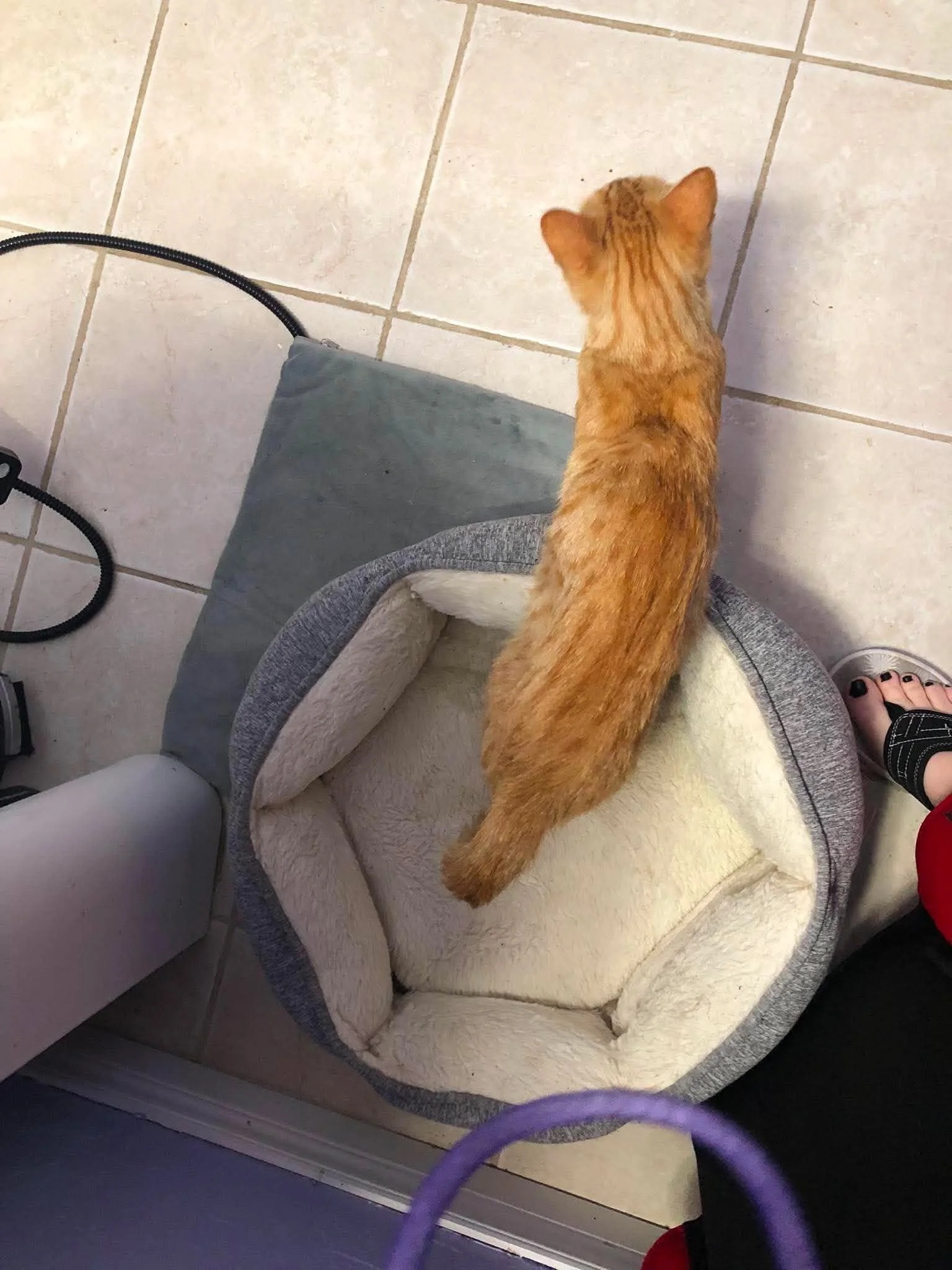 Tippy 3.jpg