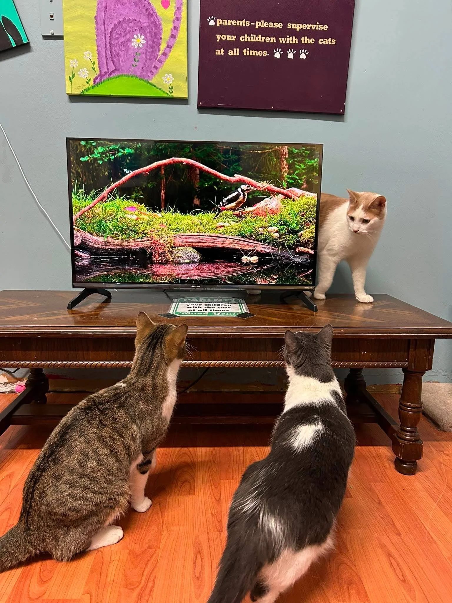 Catrick , Rocky & Diamond.jpg