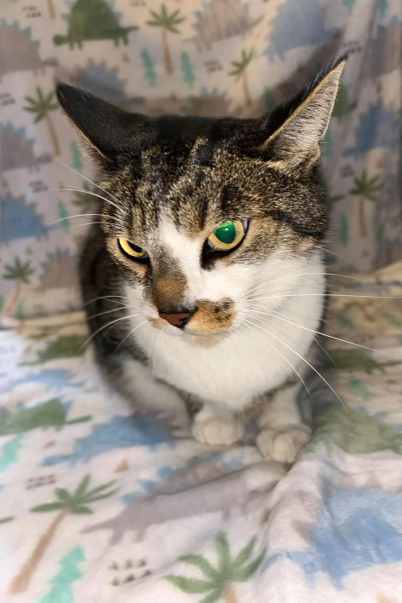 Taz