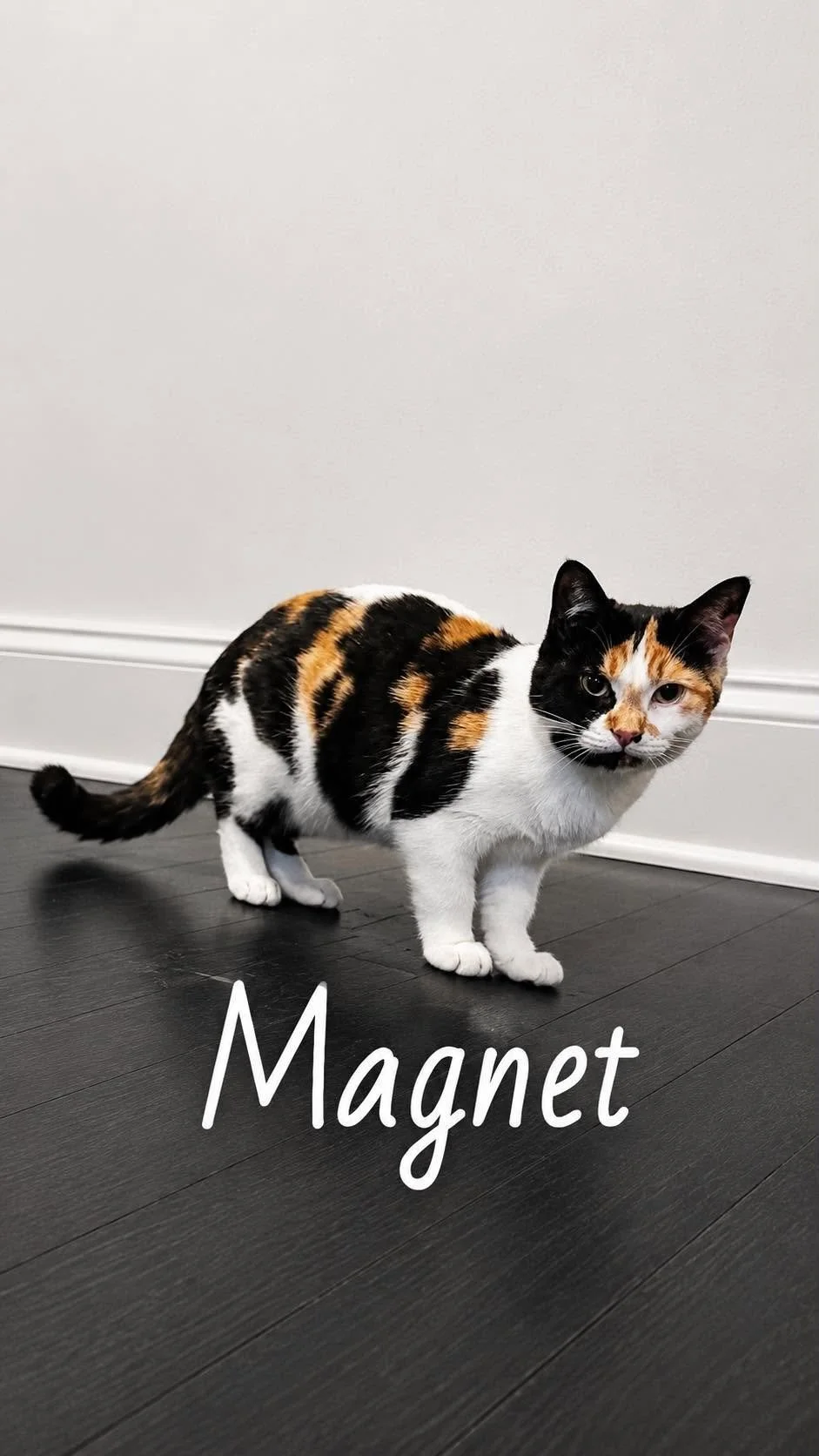 Magnet