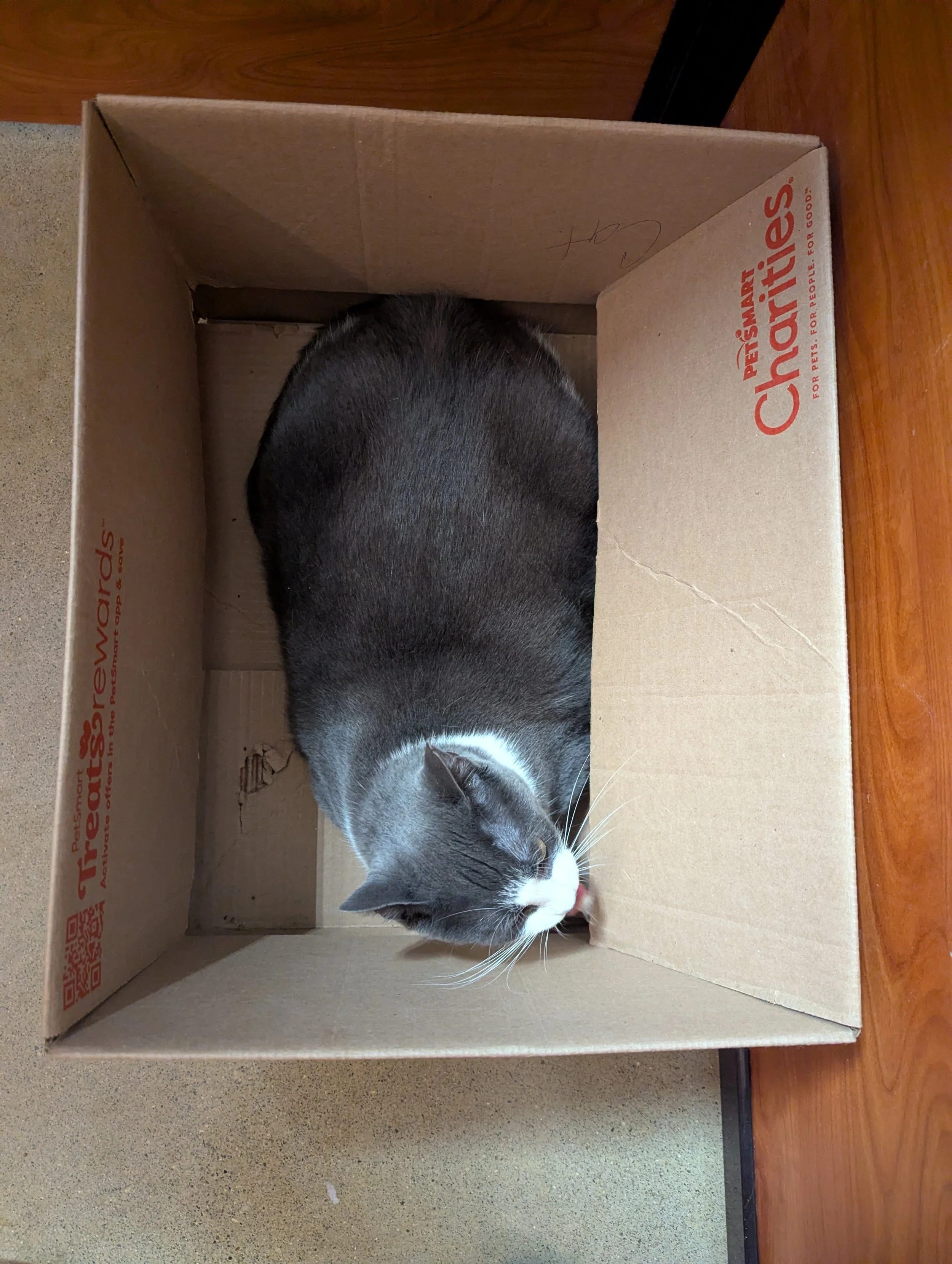 Elisabetha 12.jpg