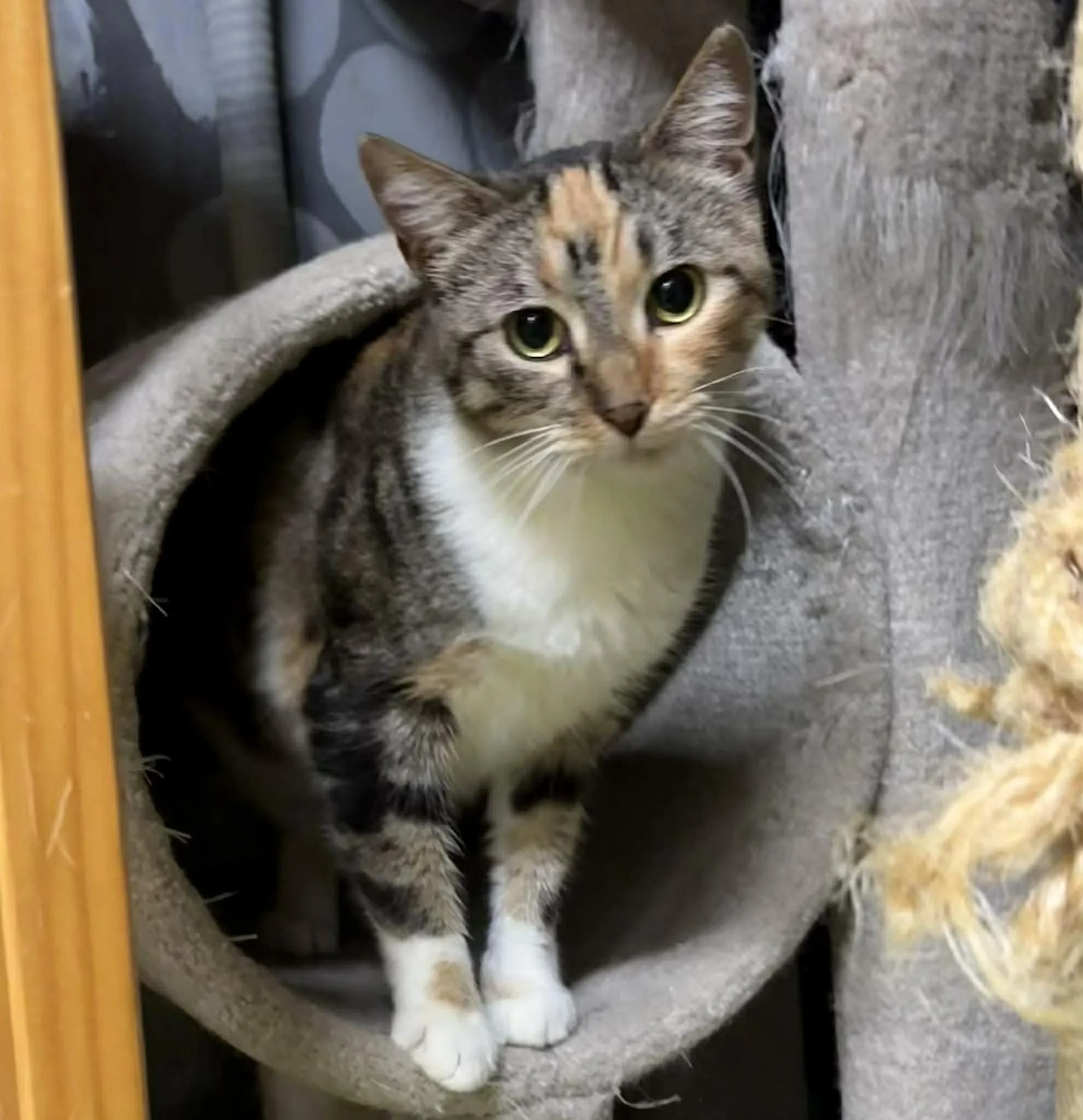 Lucy 5.jpg