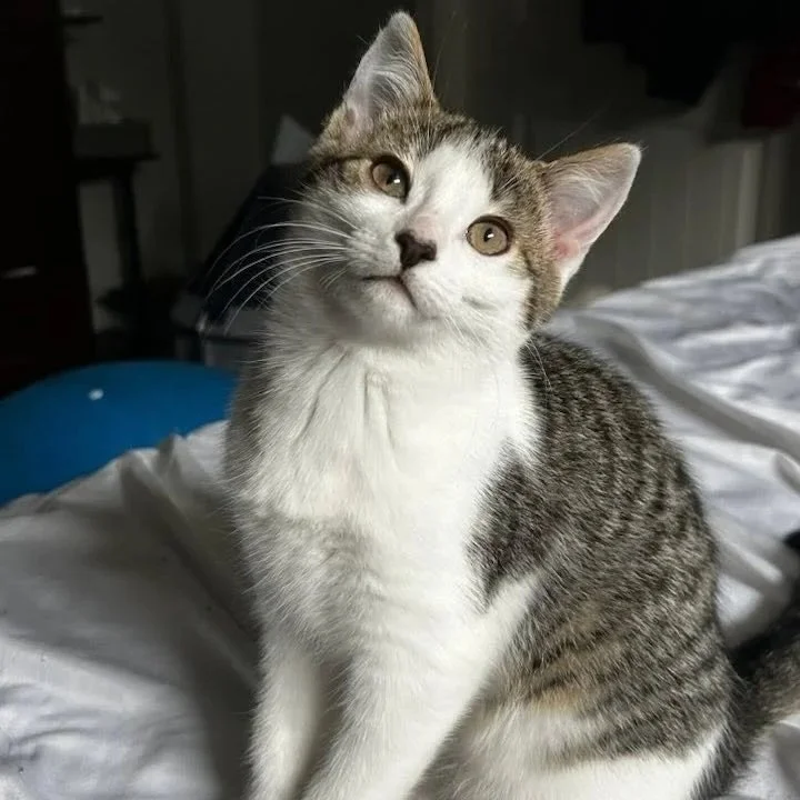 Lavinia