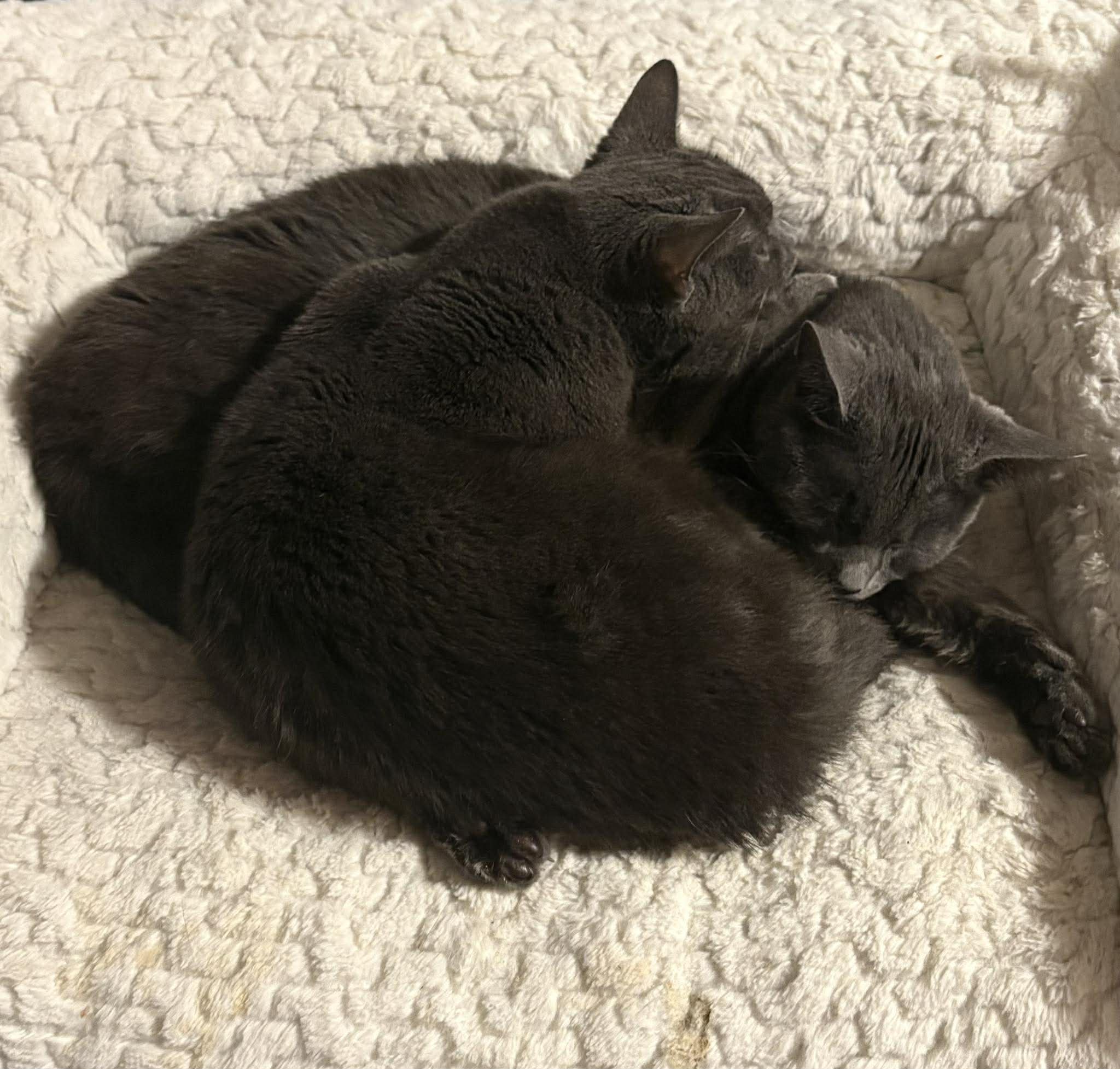Simon & Alvin.jpg