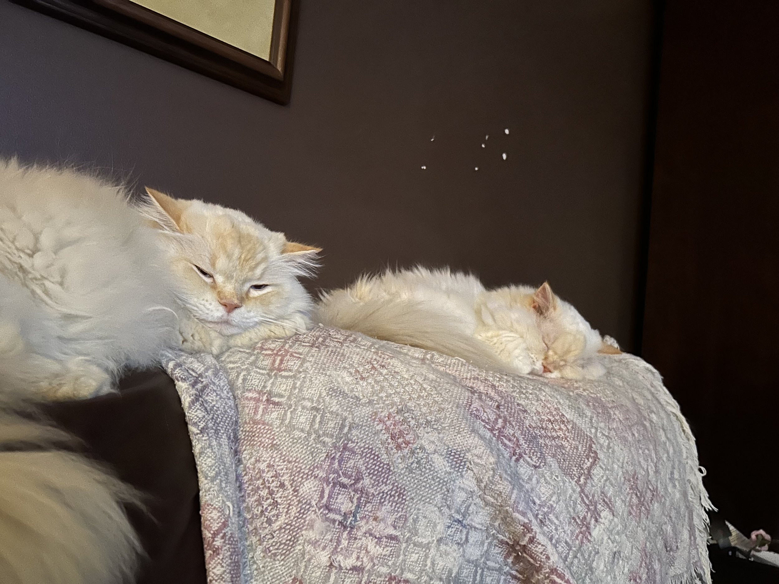 Fluffy & Charlotte_MAY-2024.jpeg