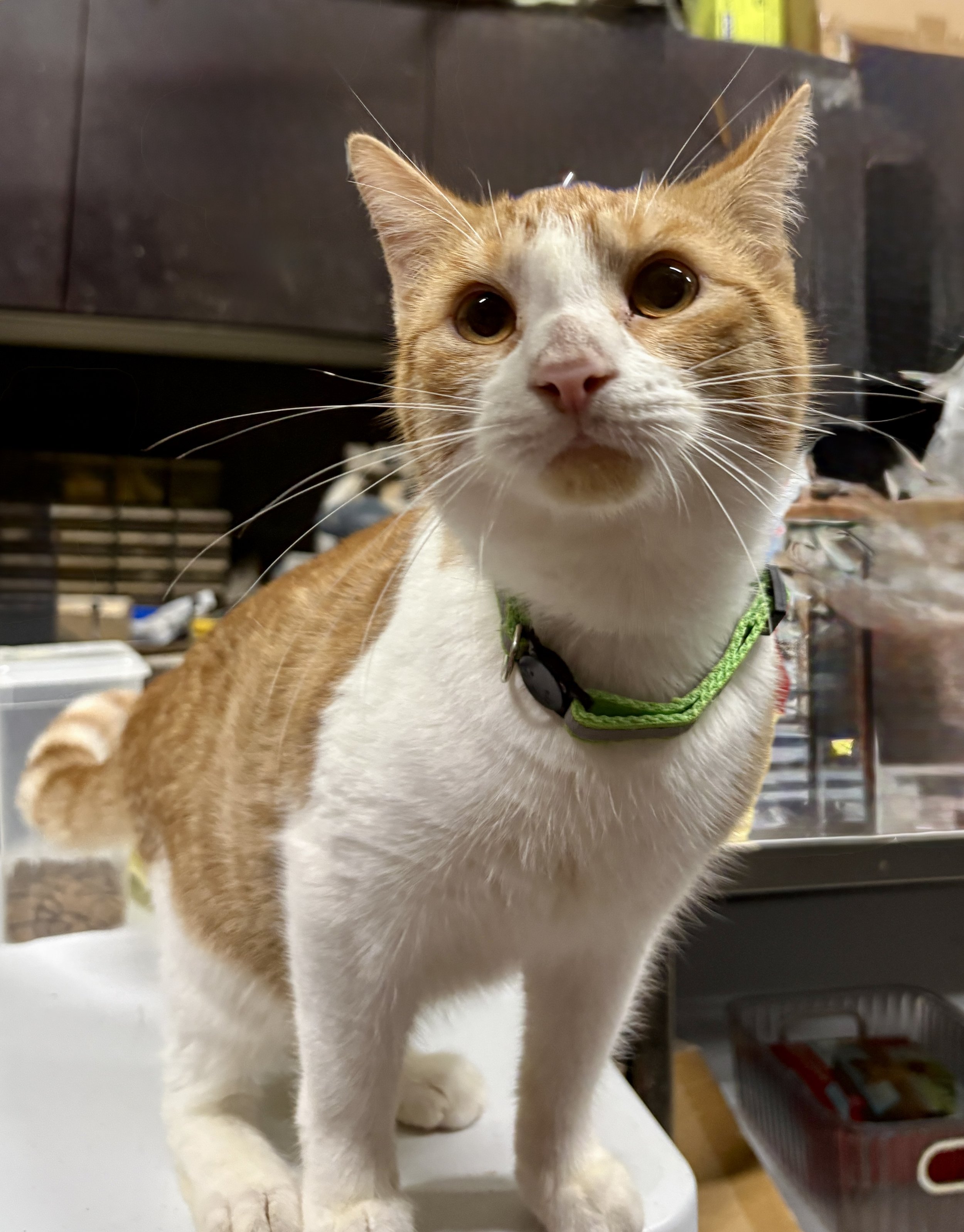 Sunny (bonded with Nugget)